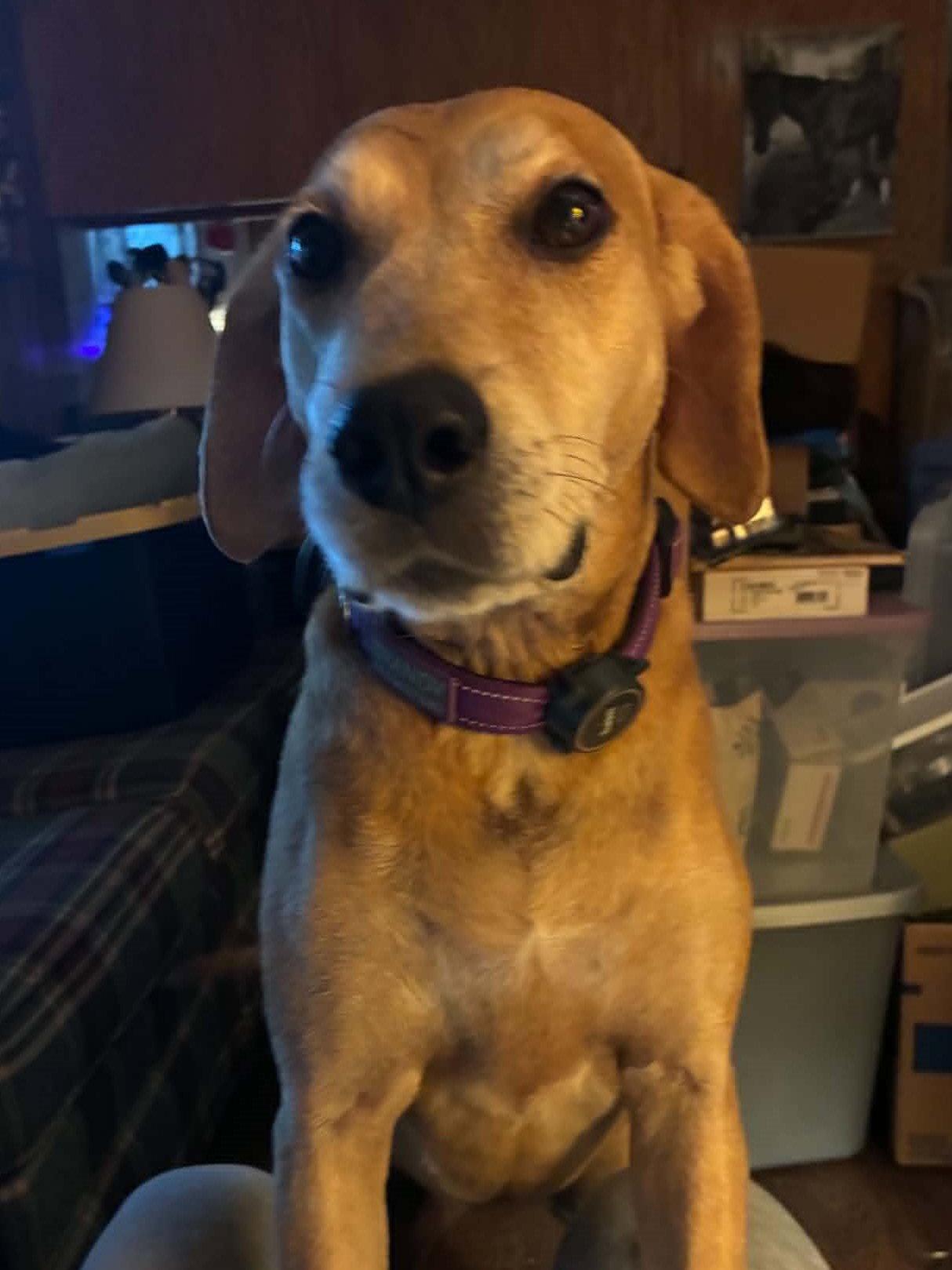 Brandy - COURTESY LISTING, a Adoptable Mountain Cur in Cookeville, TN image 2/3