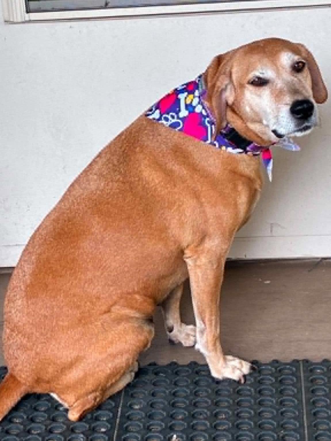 Brandy - COURTESY LISTING, a Adoptable Mountain Cur in Cookeville, TN image 3/3