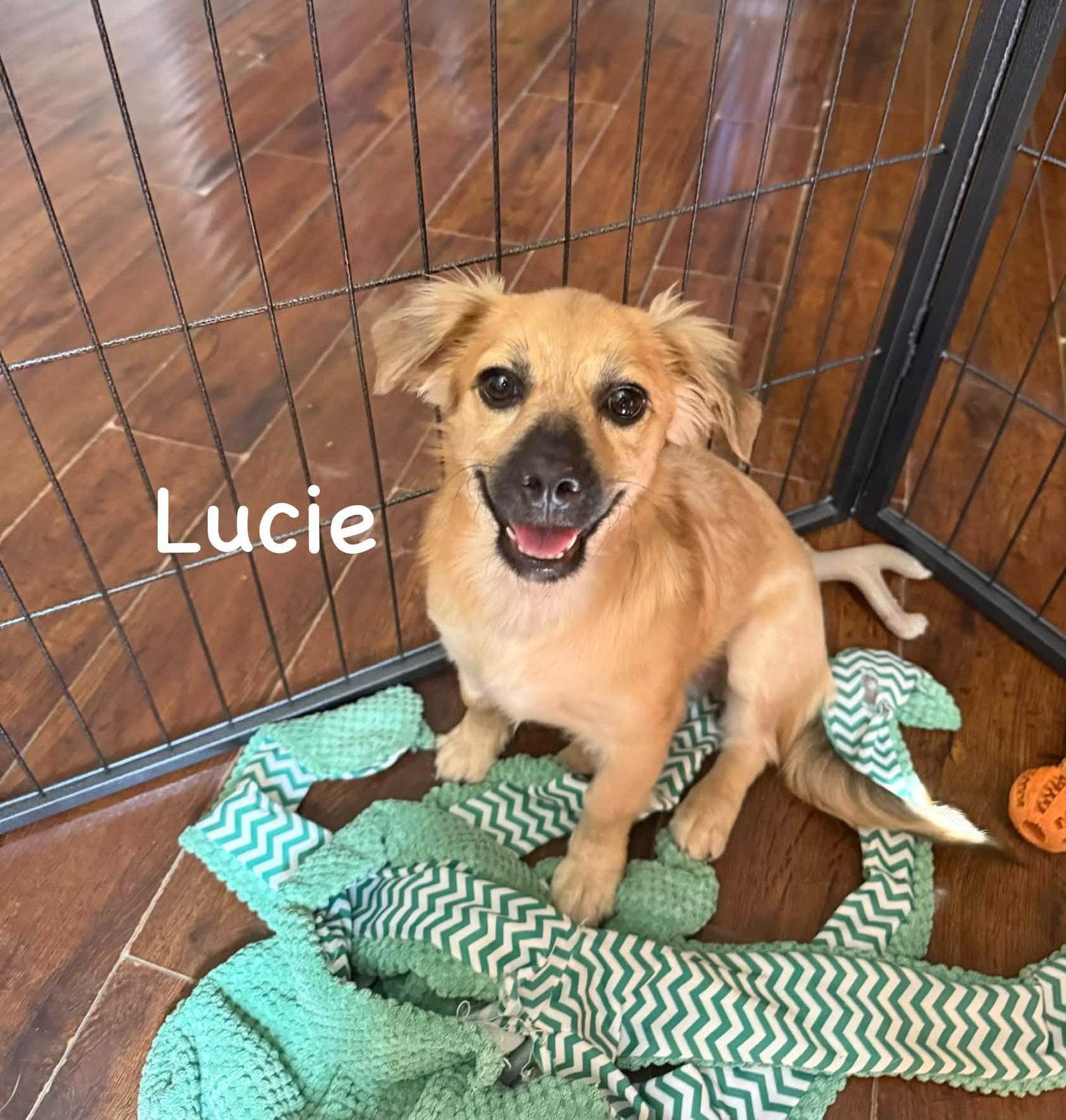 Lucie, Adoptable, Puppy Female Havanese & Spaniel.