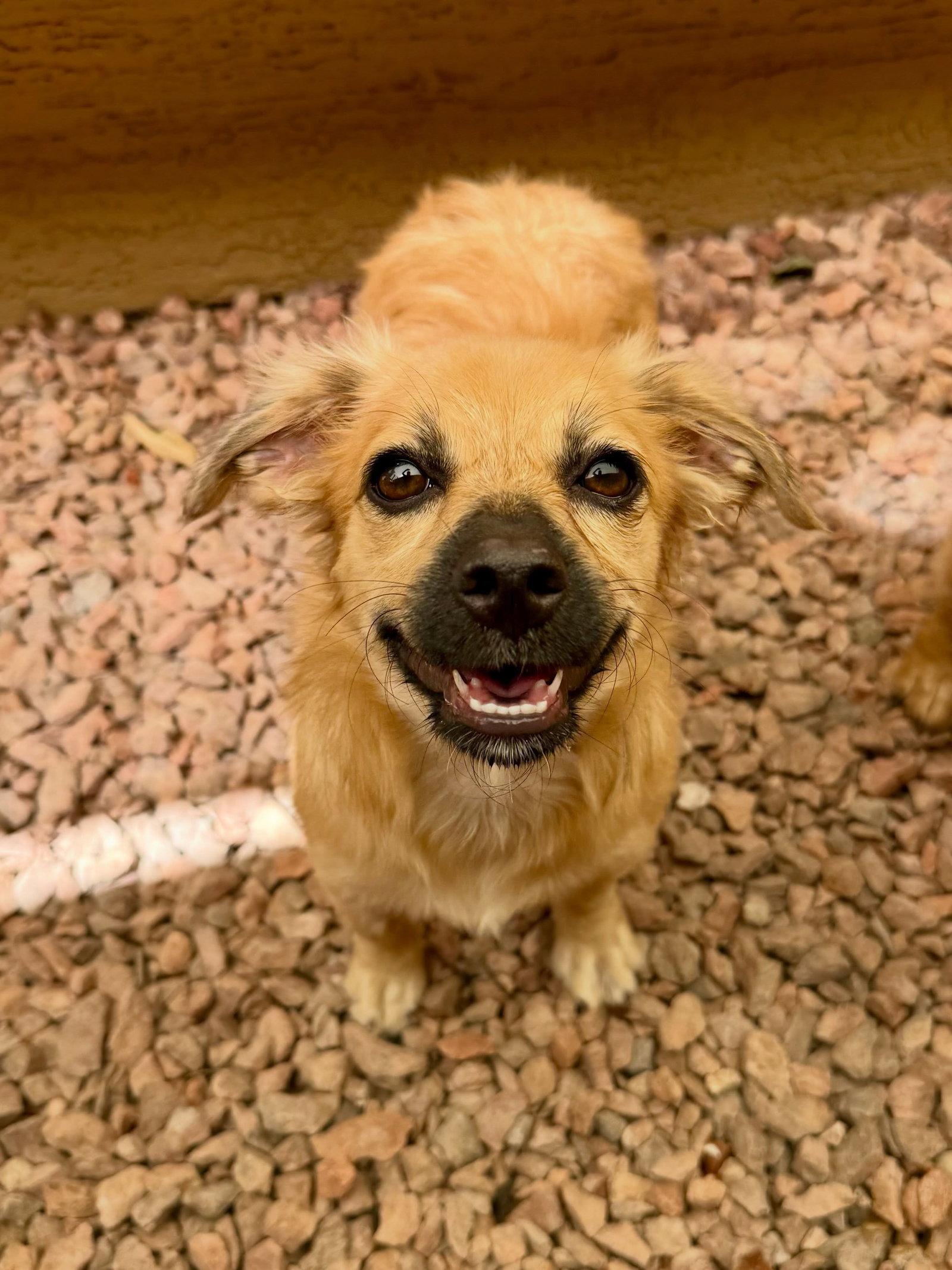 Enlarge Lucie, a Adoptable mixed breed in Phoenix, AZ image 2/3