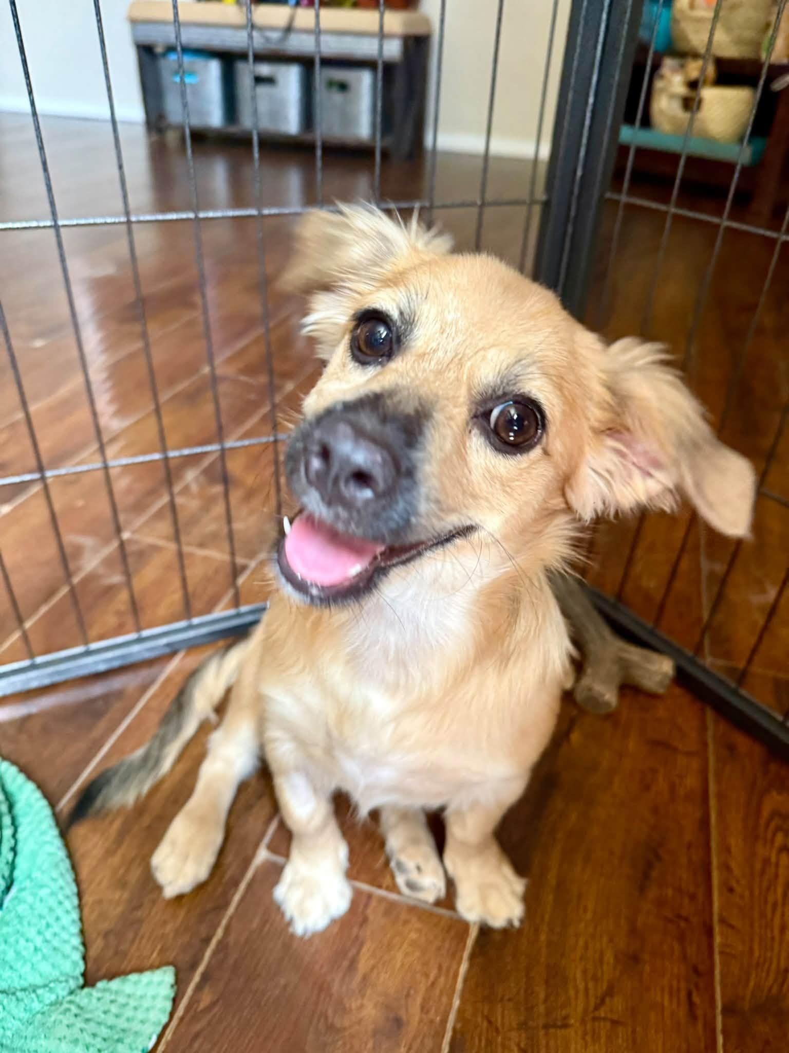 Enlarge Lucie, a Adoptable mixed breed in Phoenix, AZ image 3/3
