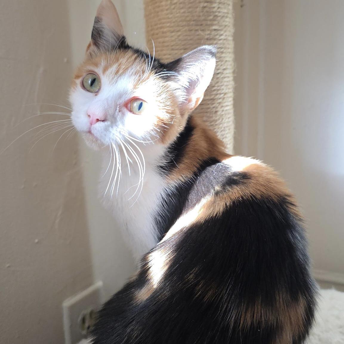 Nyx, ADOPTABLE, Kitten Female Domestic Short Hair.