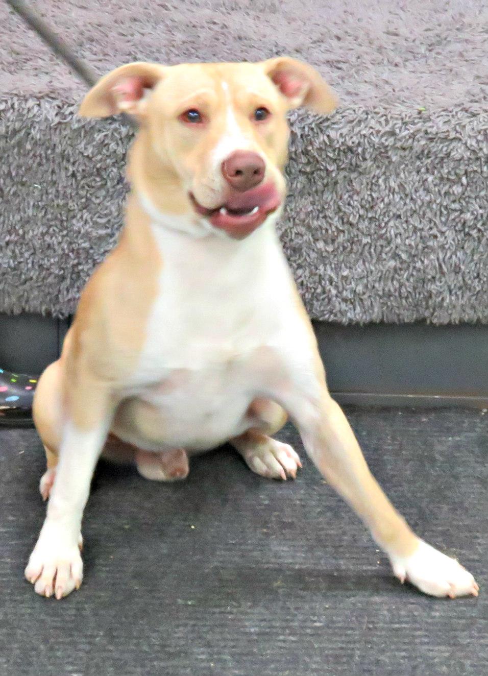 Enlarge Zees, a Adoptable Pit Bull Terrier in Lexington, VA image 3/3