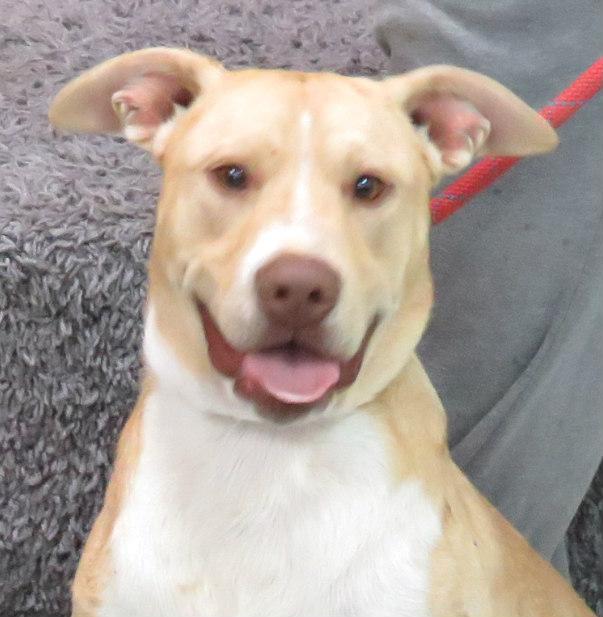 Enlarge Zees, a Adoptable Pit Bull Terrier in Lexington, VA image 2/3