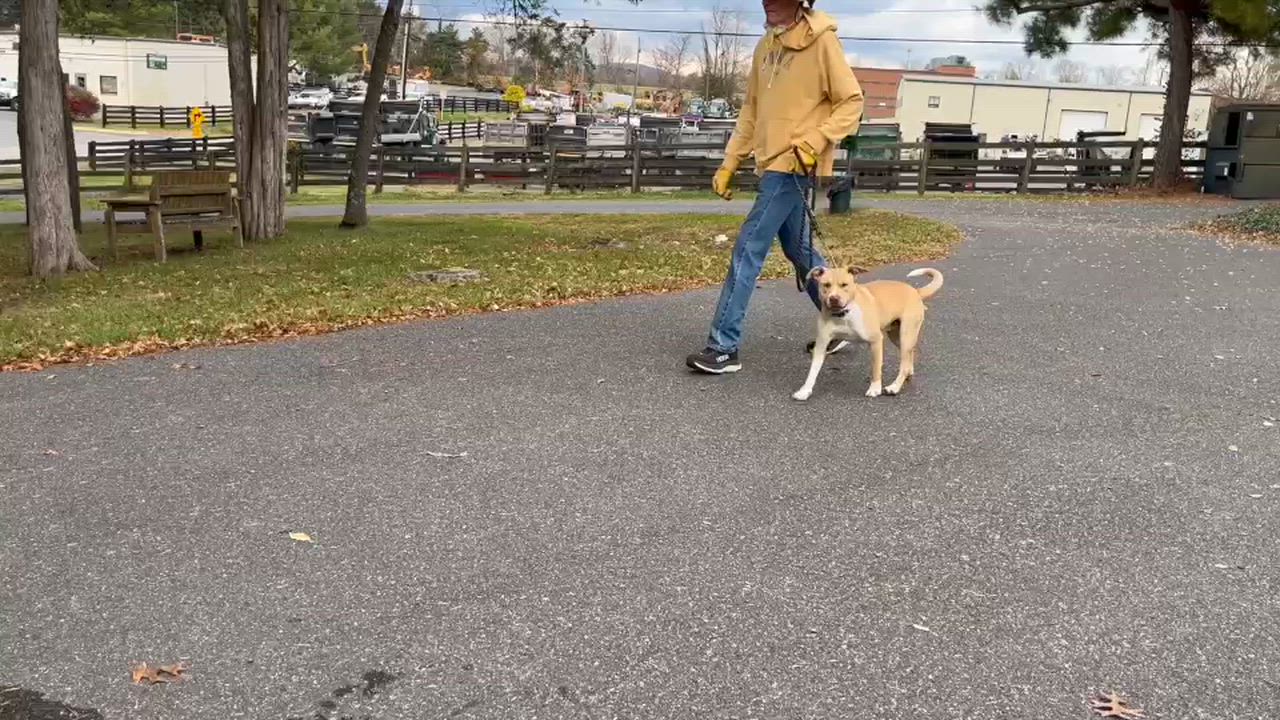 Enlarge Zees, a Adoptable Pit Bull Terrier in Lexington, VA video 1/3