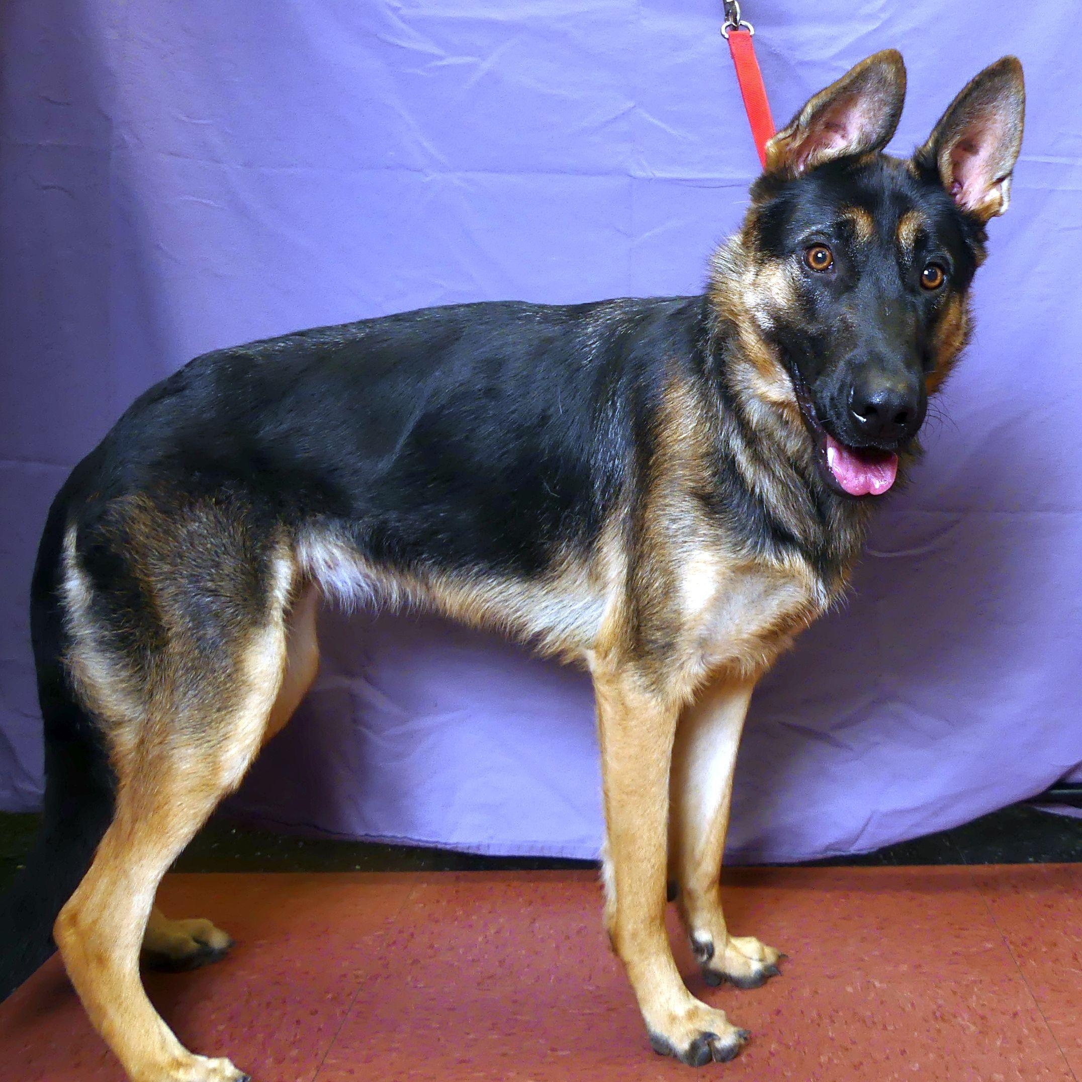 Enlarge MINI, a Adopted German Shepherd Dog in Ukiah, CA image 1/5