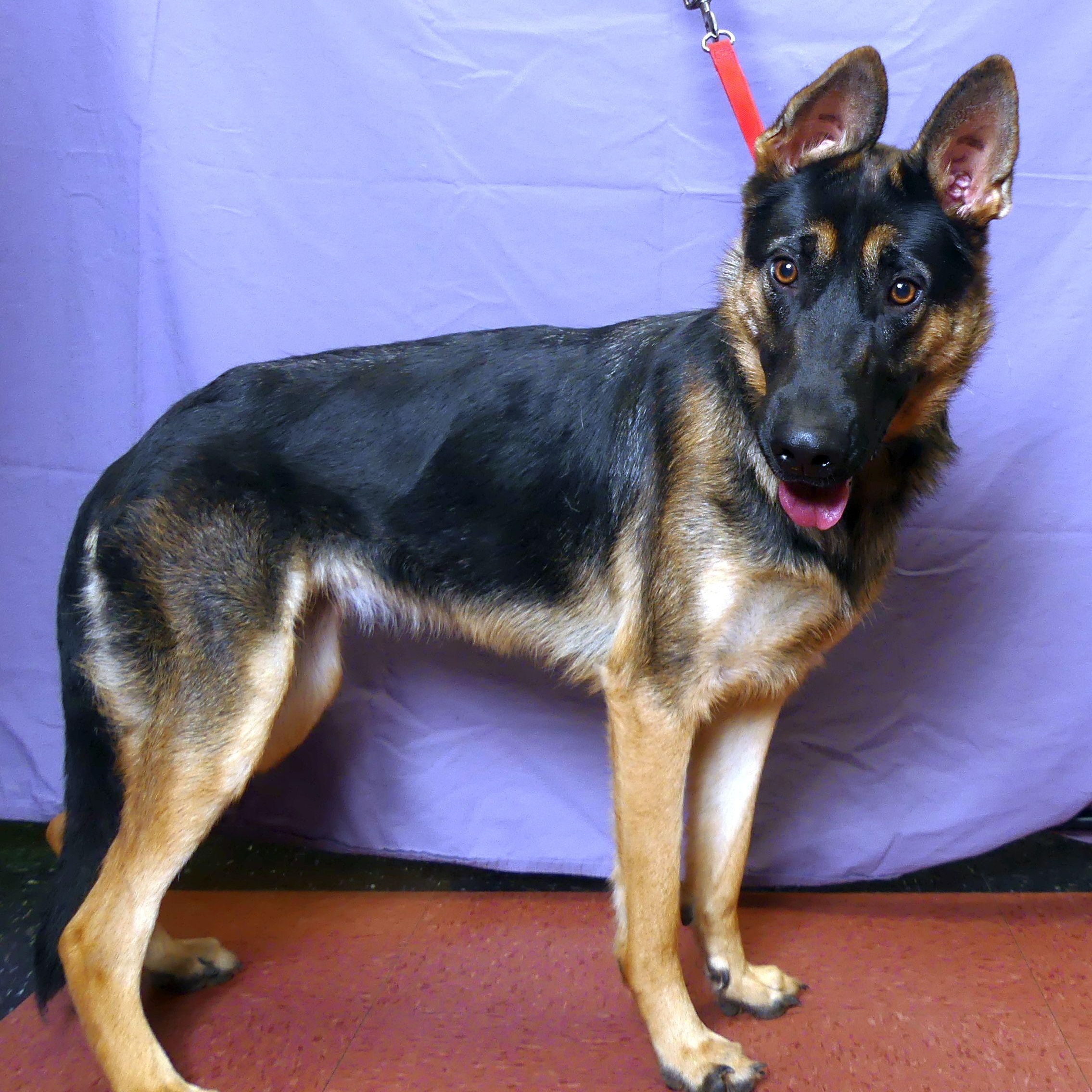 Enlarge MINI, a Adopted German Shepherd Dog in Ukiah, CA image 3/5