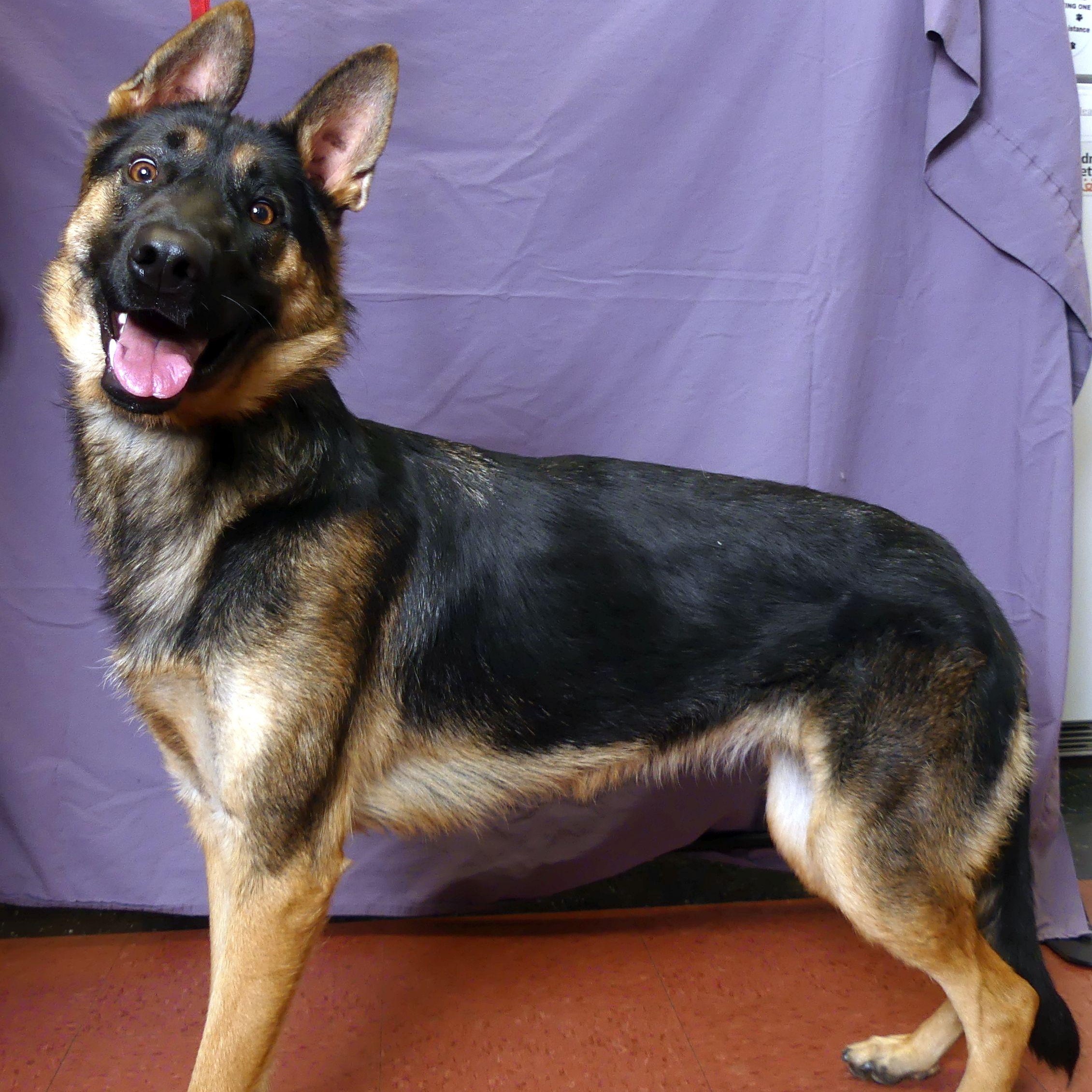 Enlarge MINI, a Adopted German Shepherd Dog in Ukiah, CA image 4/5