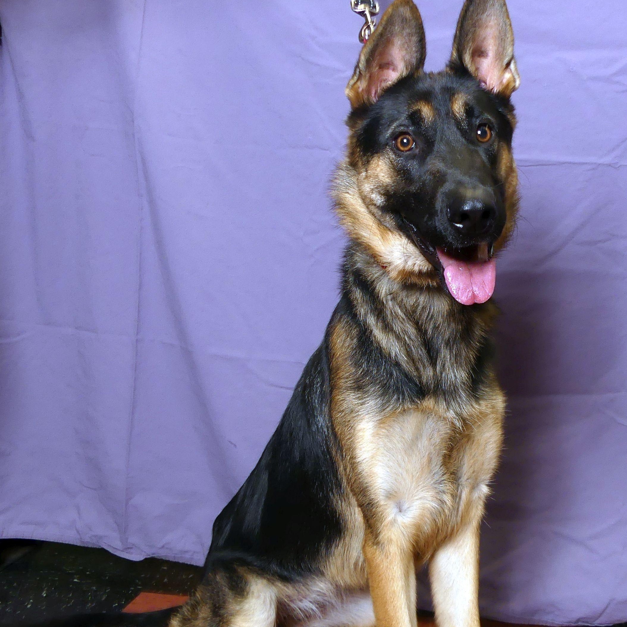 Enlarge MINI, a Adopted German Shepherd Dog in Ukiah, CA image 5/5