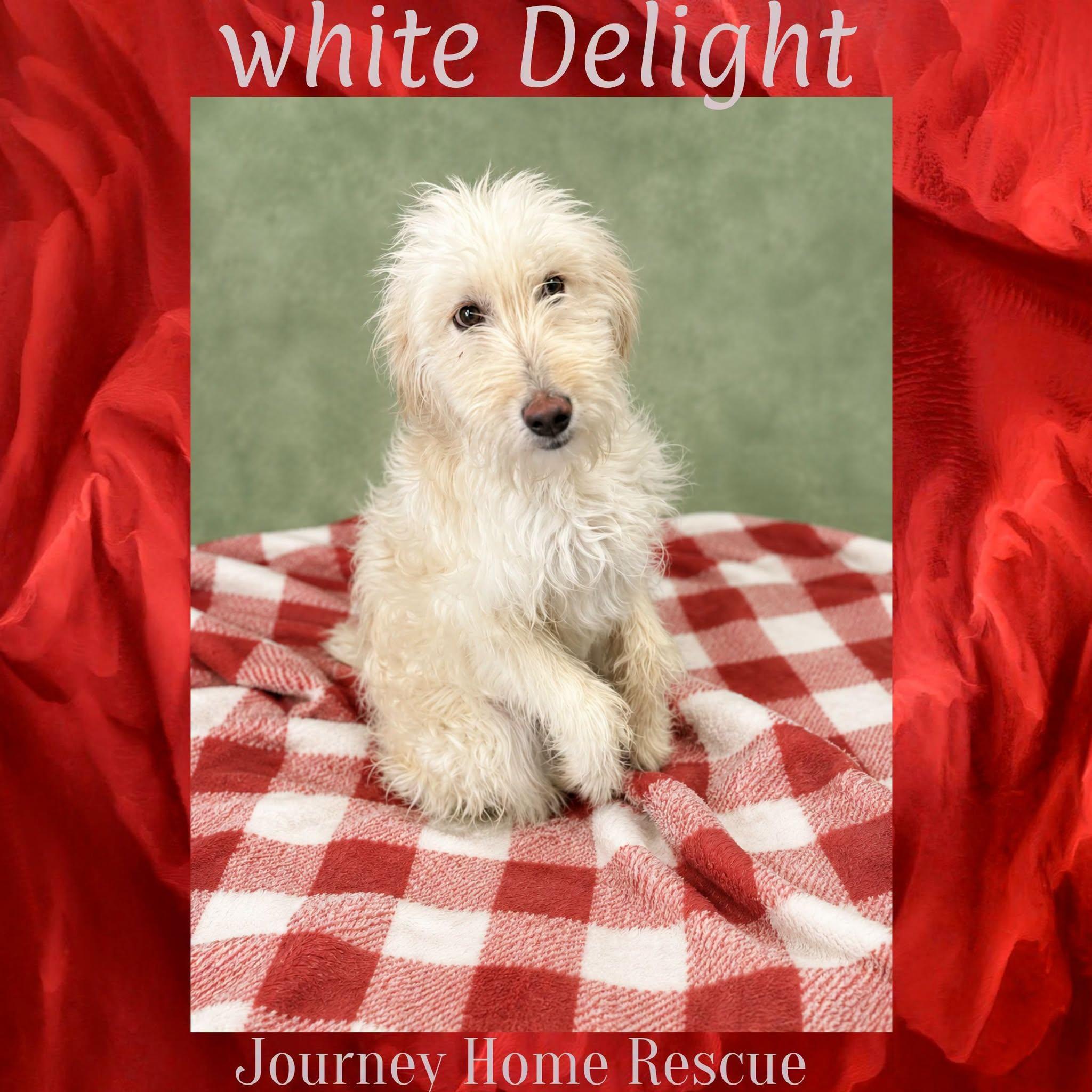 White Delight, a ADOPTABLE Goldendoodle in East Wenatchee, WA image 2/2