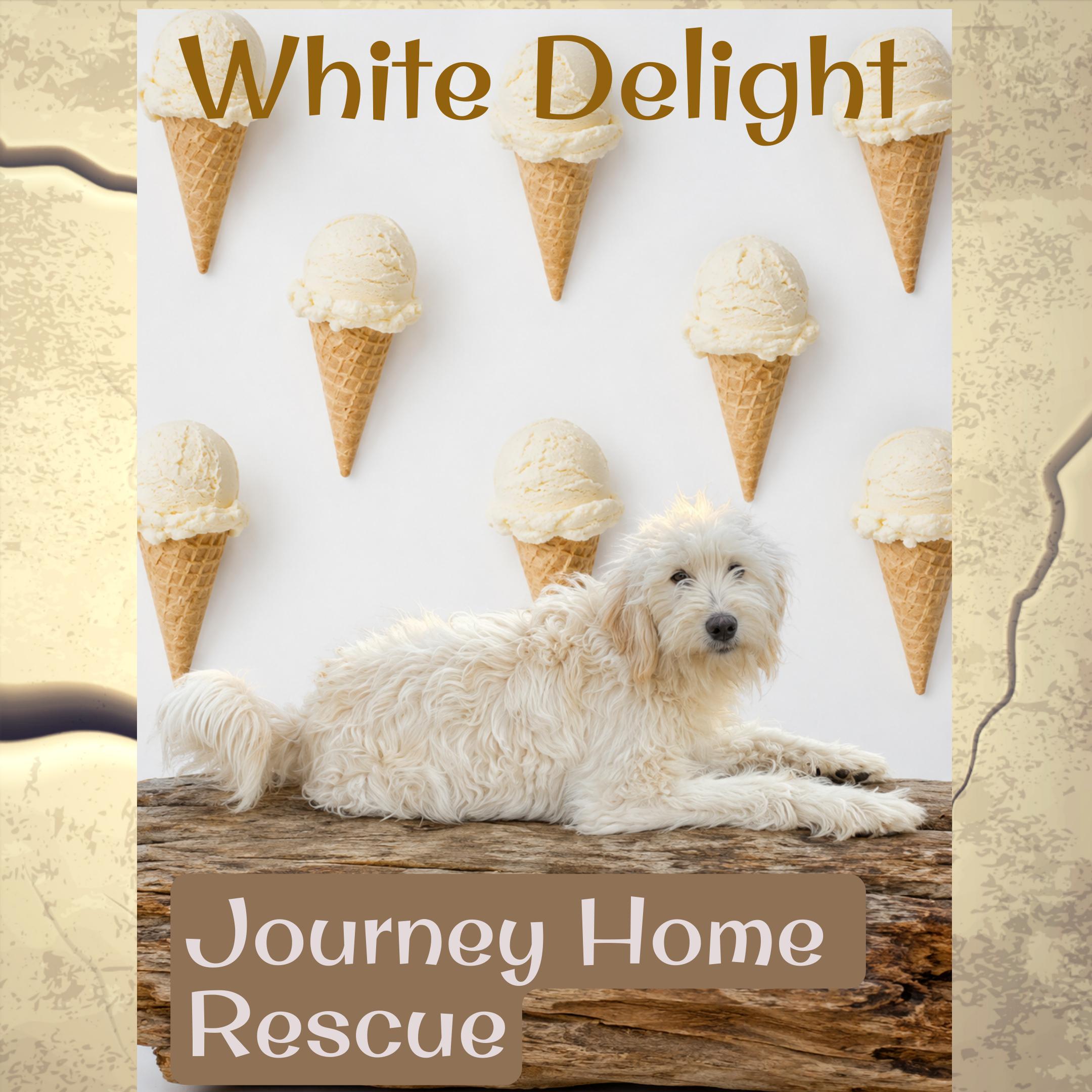 White Delight, ADOPTABLE, Adult Female Goldendoodle.