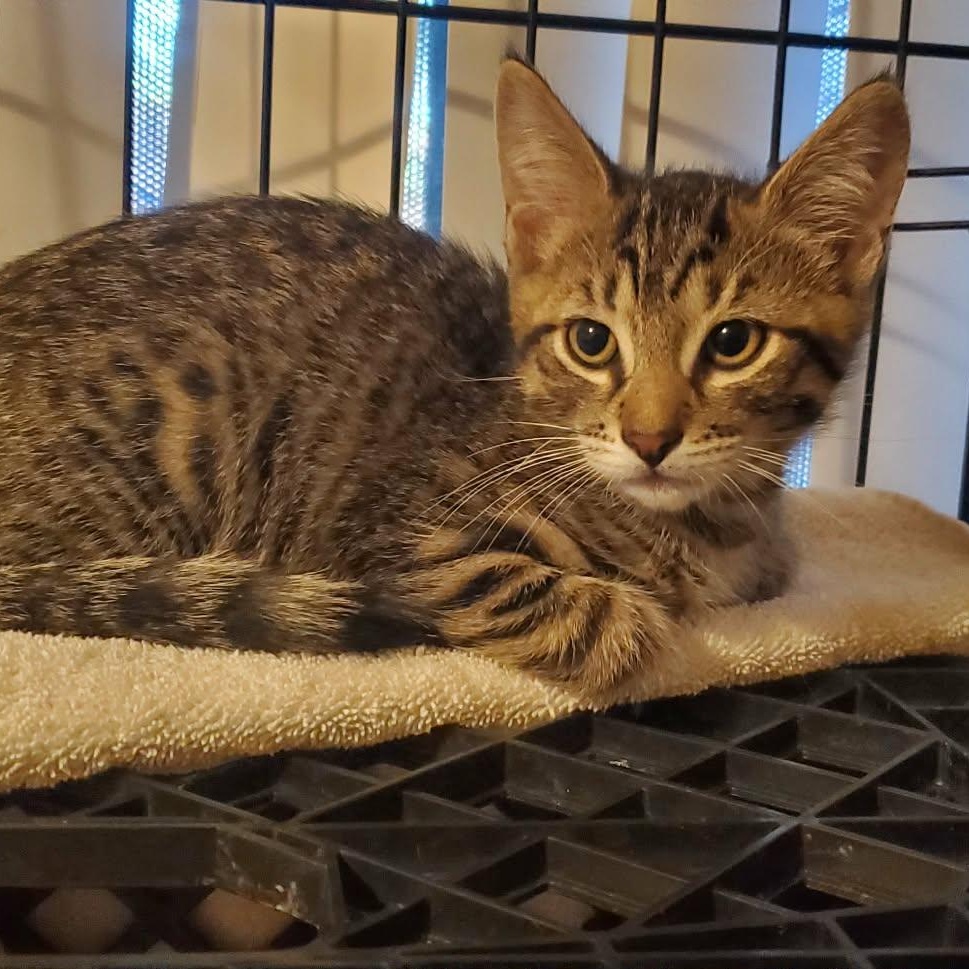 Franklin, ADOPTABLE, Kitten Male Domestic Short Hair.