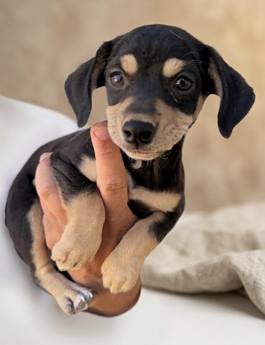 Arlo, adopted, Puppy Male Miniature Dachshund & Yorkshire Terrier.