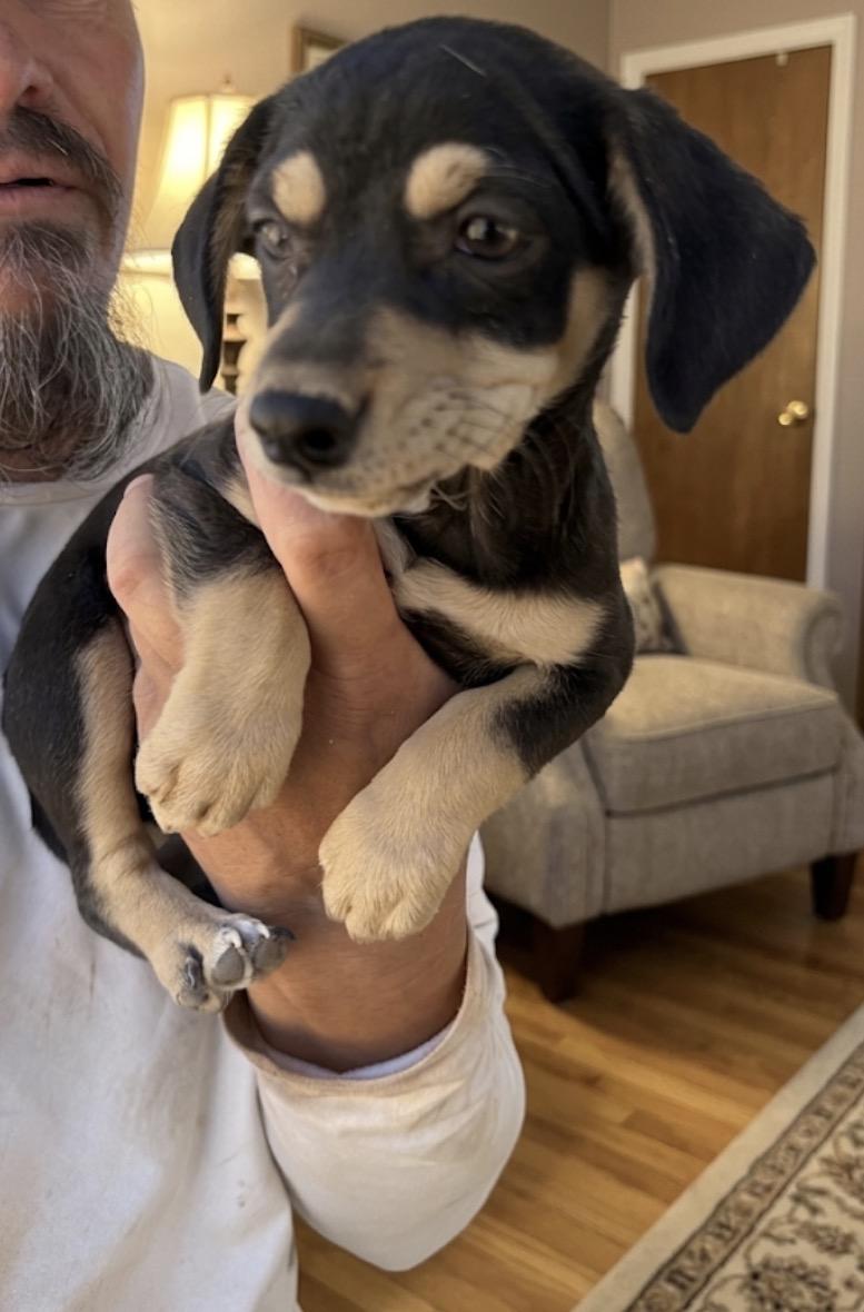 Enlarge Arlo, an adopted mixed breed in Casa Grande, AZ image 2/2