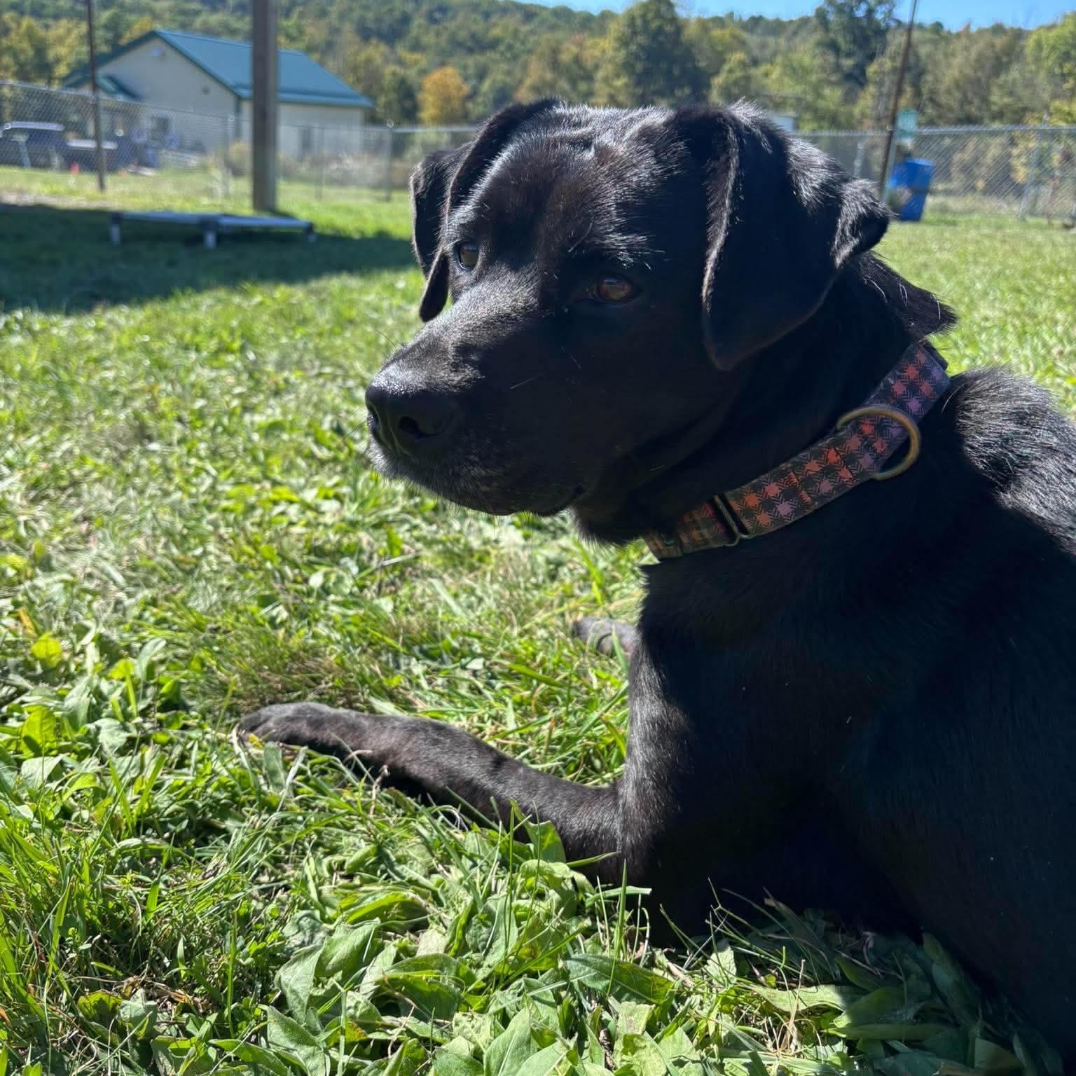 Enlarge Fancy, a Adoptable mixed breed in Tioga, PA image 4/6