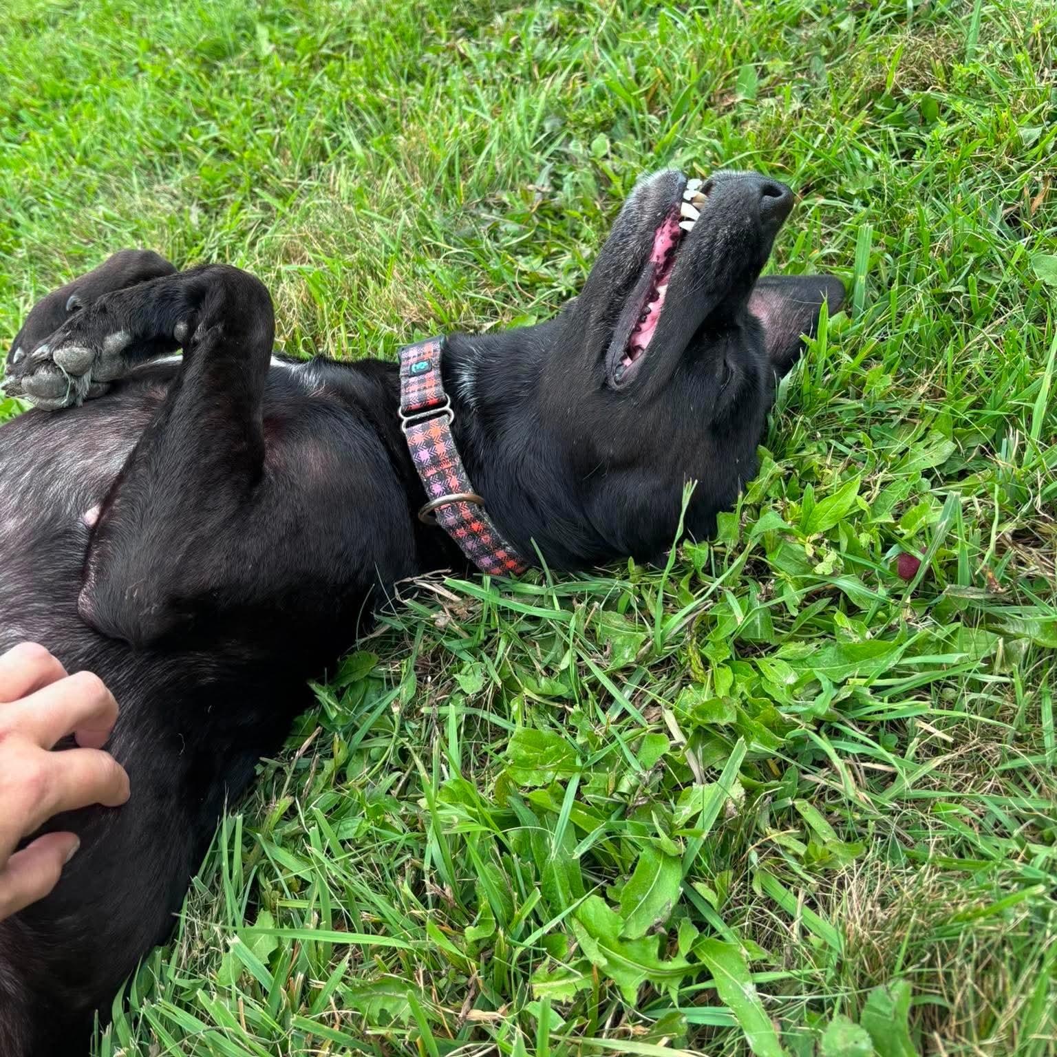 Enlarge Fancy, a Adoptable mixed breed in Tioga, PA image 6/6