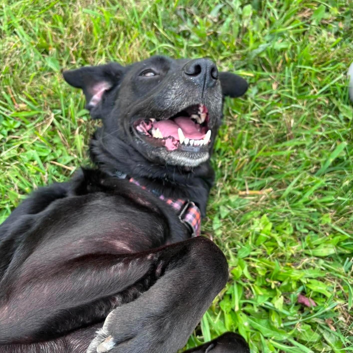 Enlarge Fancy, a Adoptable mixed breed in Tioga, PA image 5/6