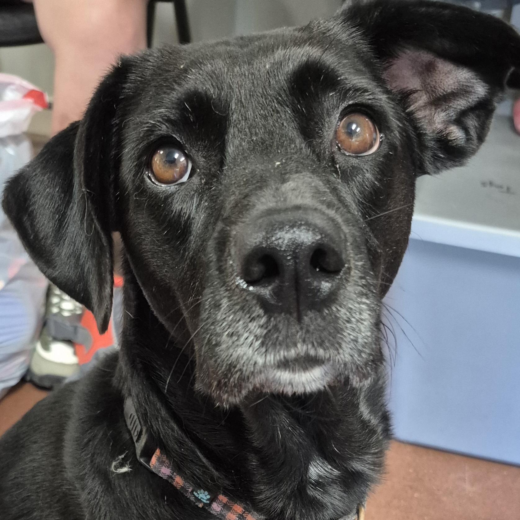 Enlarge Fancy, a Adoptable mixed breed in Tioga, PA image 1/6
