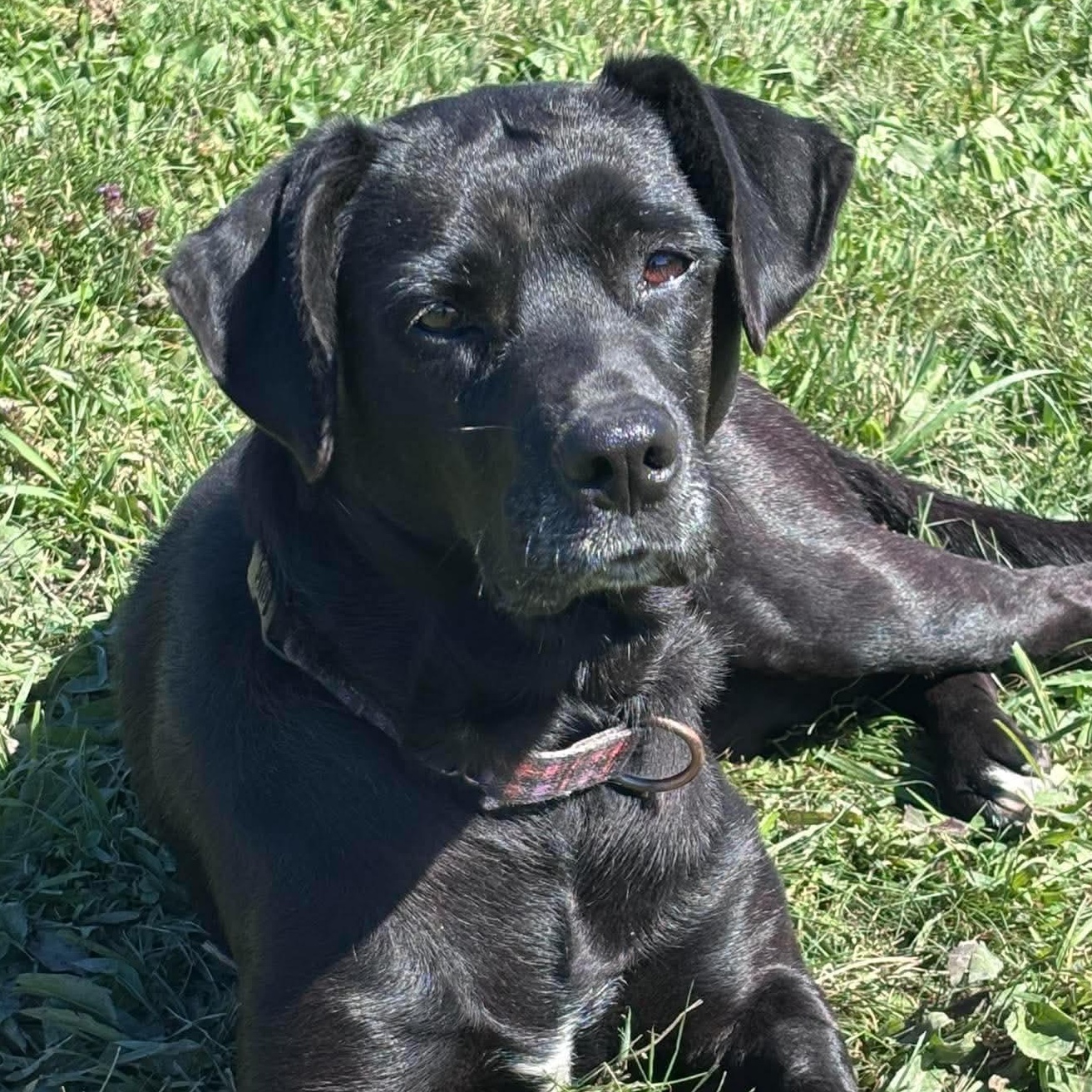 Enlarge Fancy, a Adoptable mixed breed in Tioga, PA image 2/6