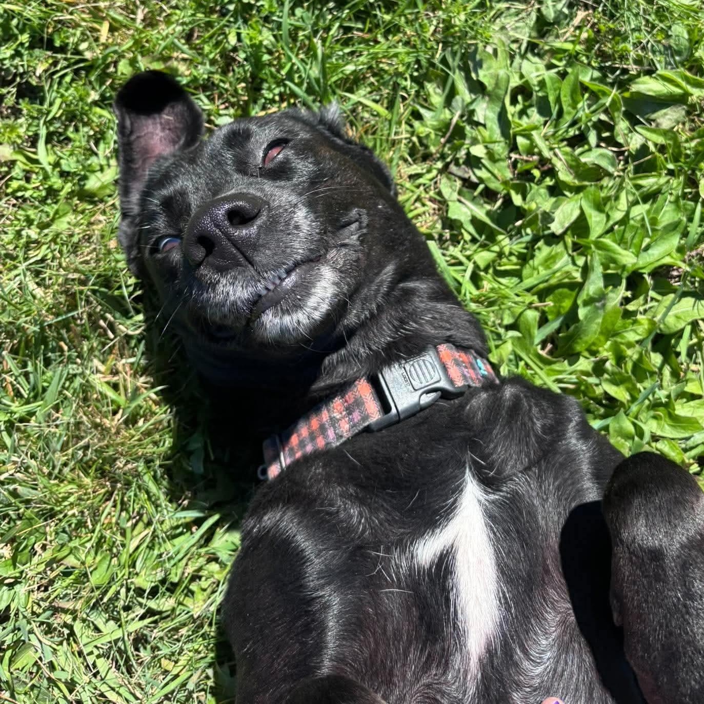 Enlarge Fancy, a Adoptable mixed breed in Tioga, PA image 3/6