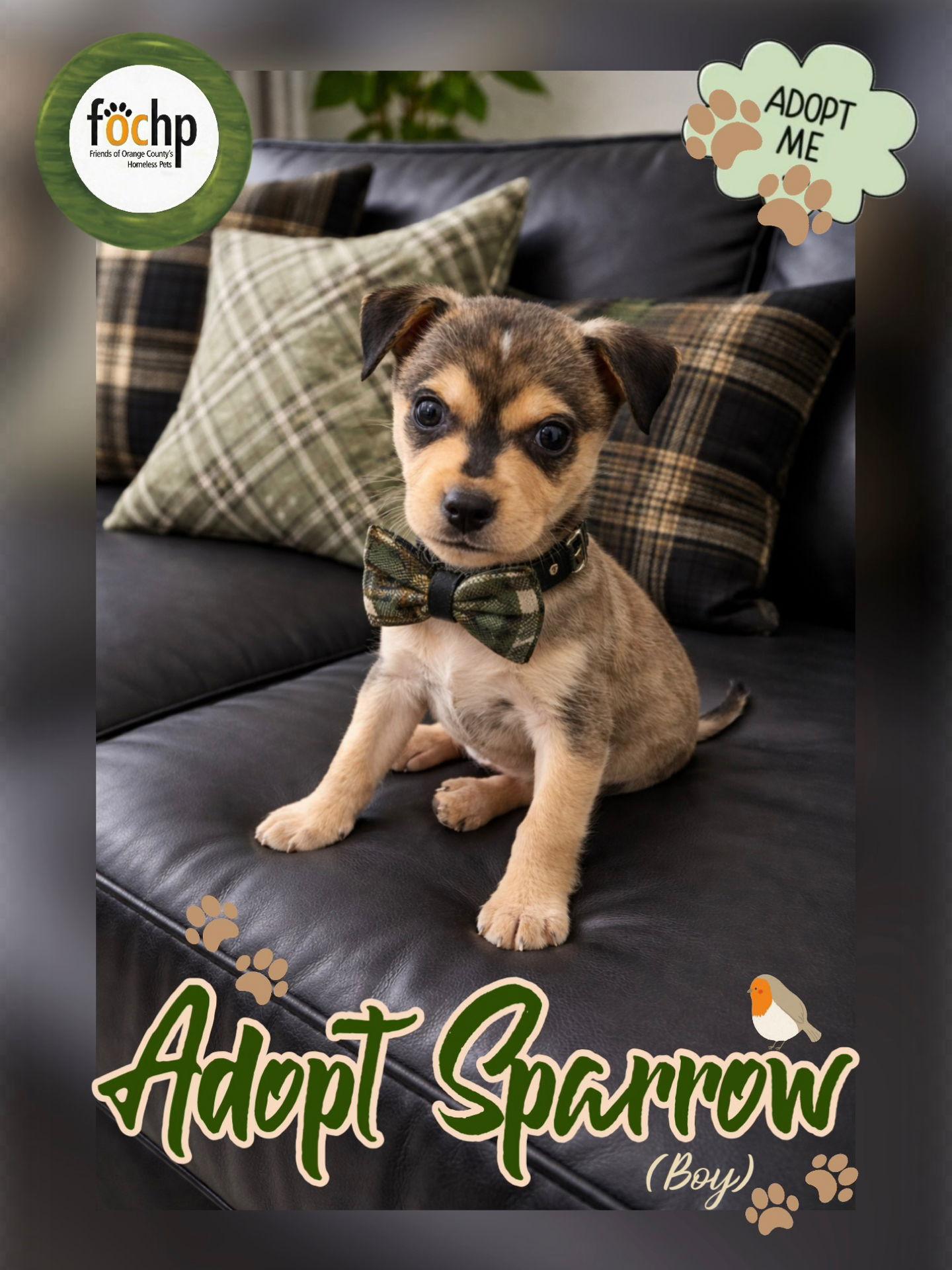 Enlarge Sparrow, a Adoptable mixed breed in Orange, CA image 2/2