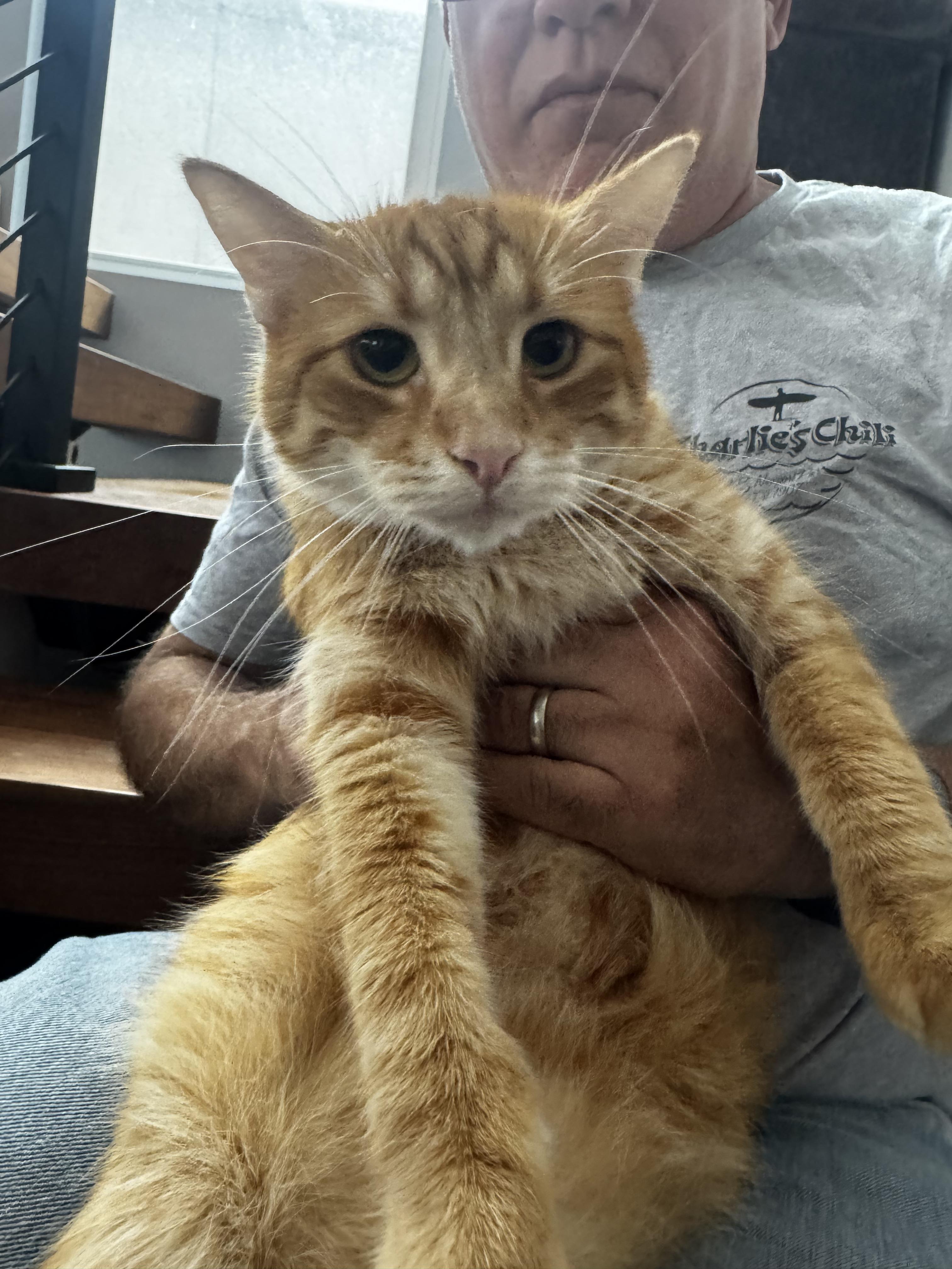 Ghee-the Melted Butter cat!, ADOPTABLE, Adult Male Tabby.