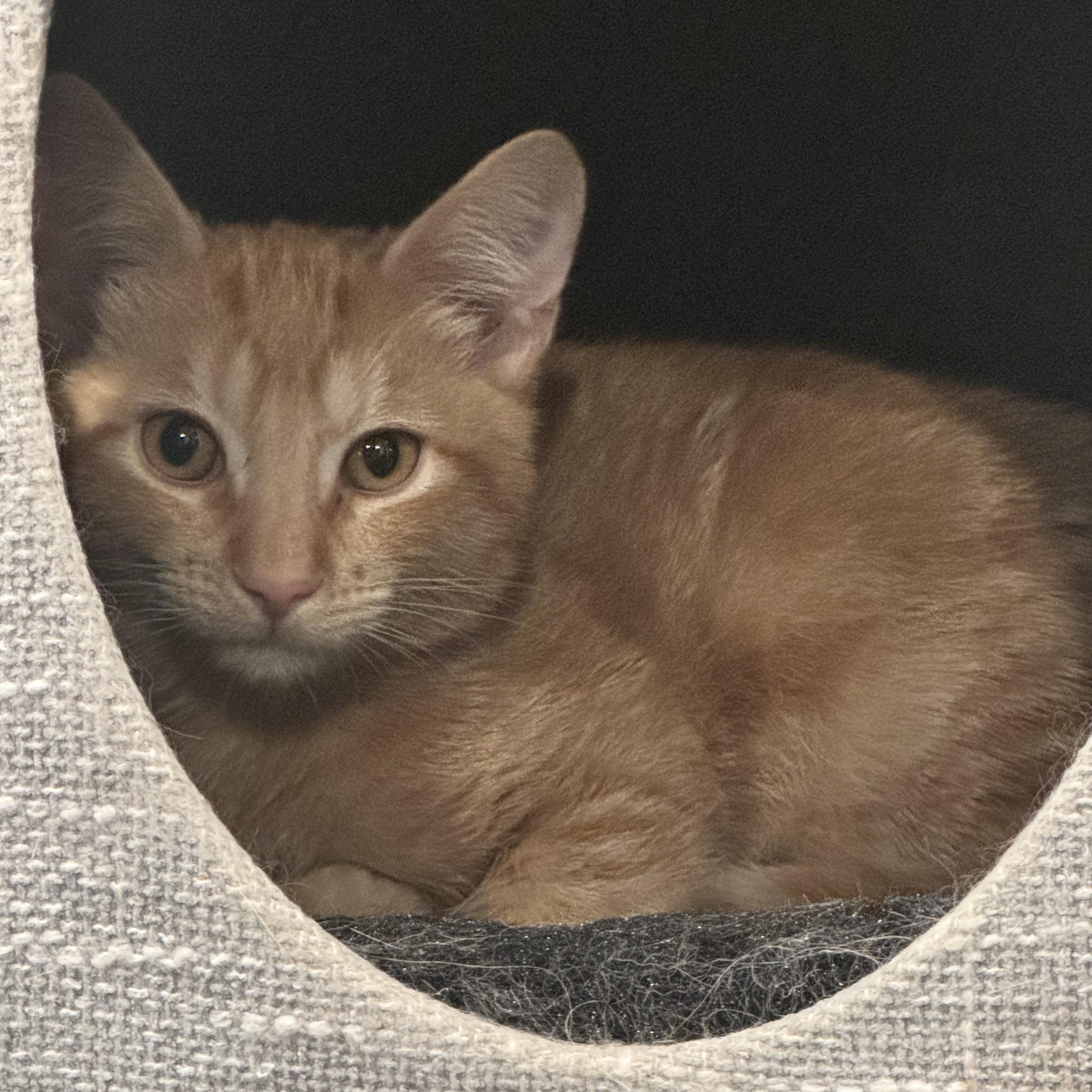 Enlarge Ghee-the Melted Butter cat!, a ADOPTABLE Tabby in Fountain Valley, CA image 2/6