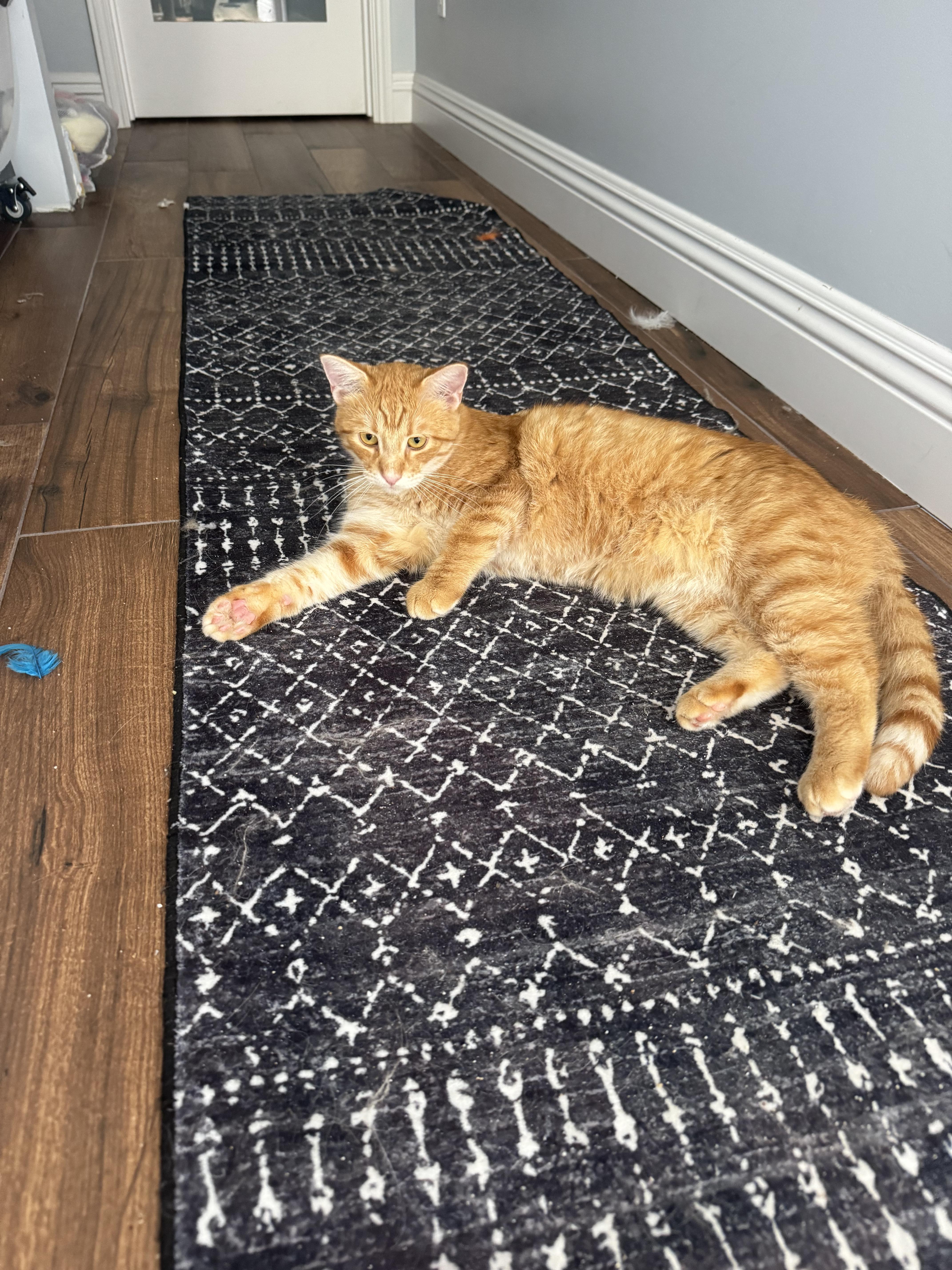 Enlarge Ghee-the Melted Butter cat!, a ADOPTABLE Tabby in Fountain Valley, CA image 4/6