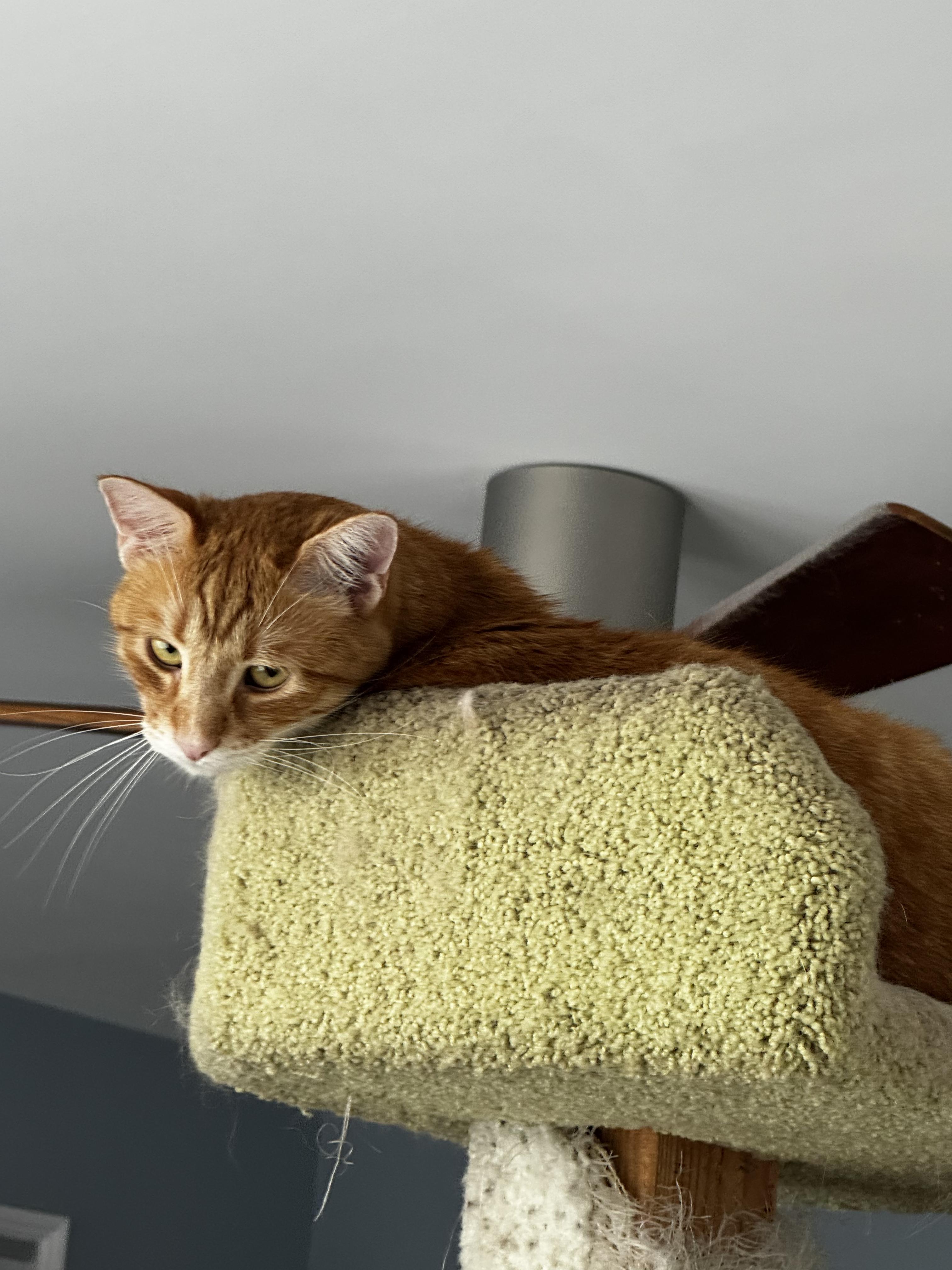 Enlarge Ghee-the Melted Butter cat!, a ADOPTABLE Tabby in Fountain Valley, CA image 6/6