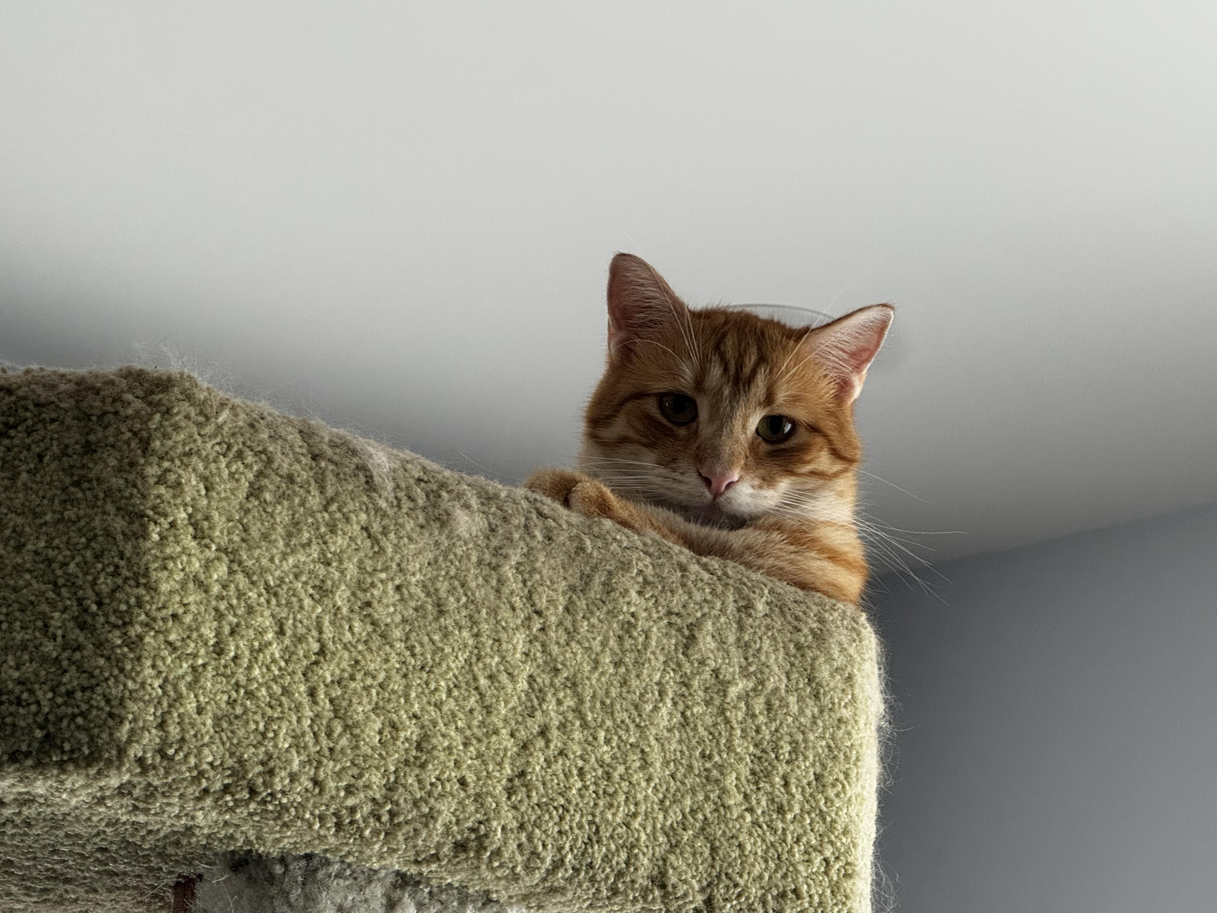 Enlarge Ghee-the Melted Butter cat!, a ADOPTABLE Tabby in Fountain Valley, CA image 3/6