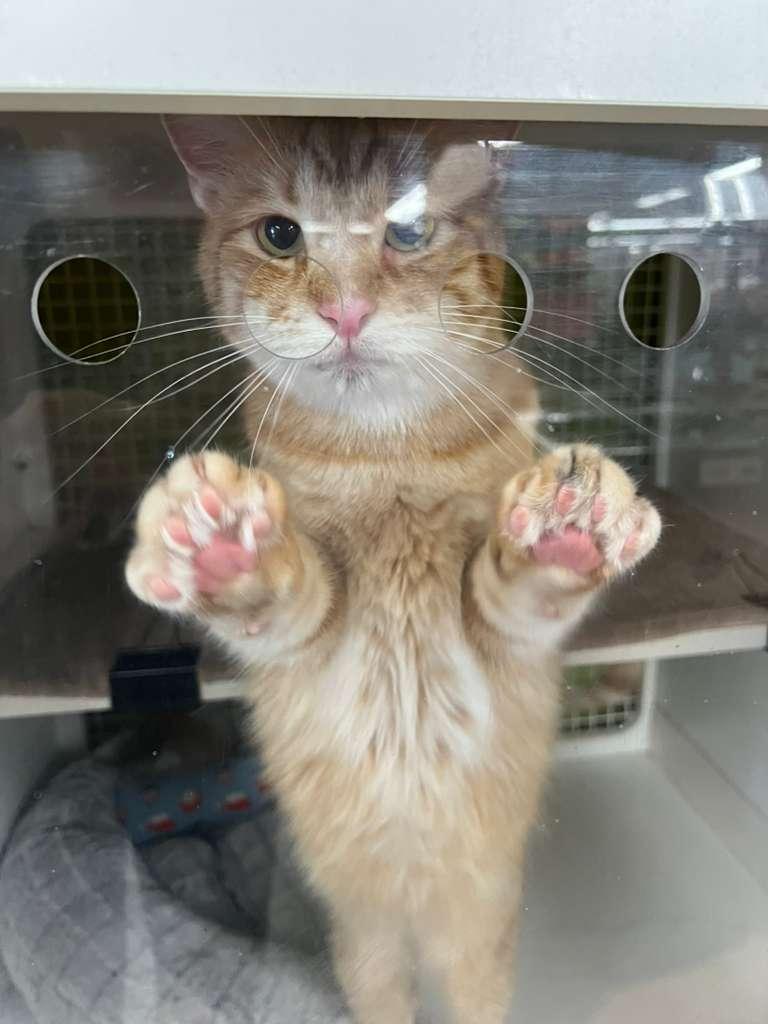 Enlarge Ghee-the Melted Butter cat!, a ADOPTABLE Tabby in Fountain Valley, CA image 5/6