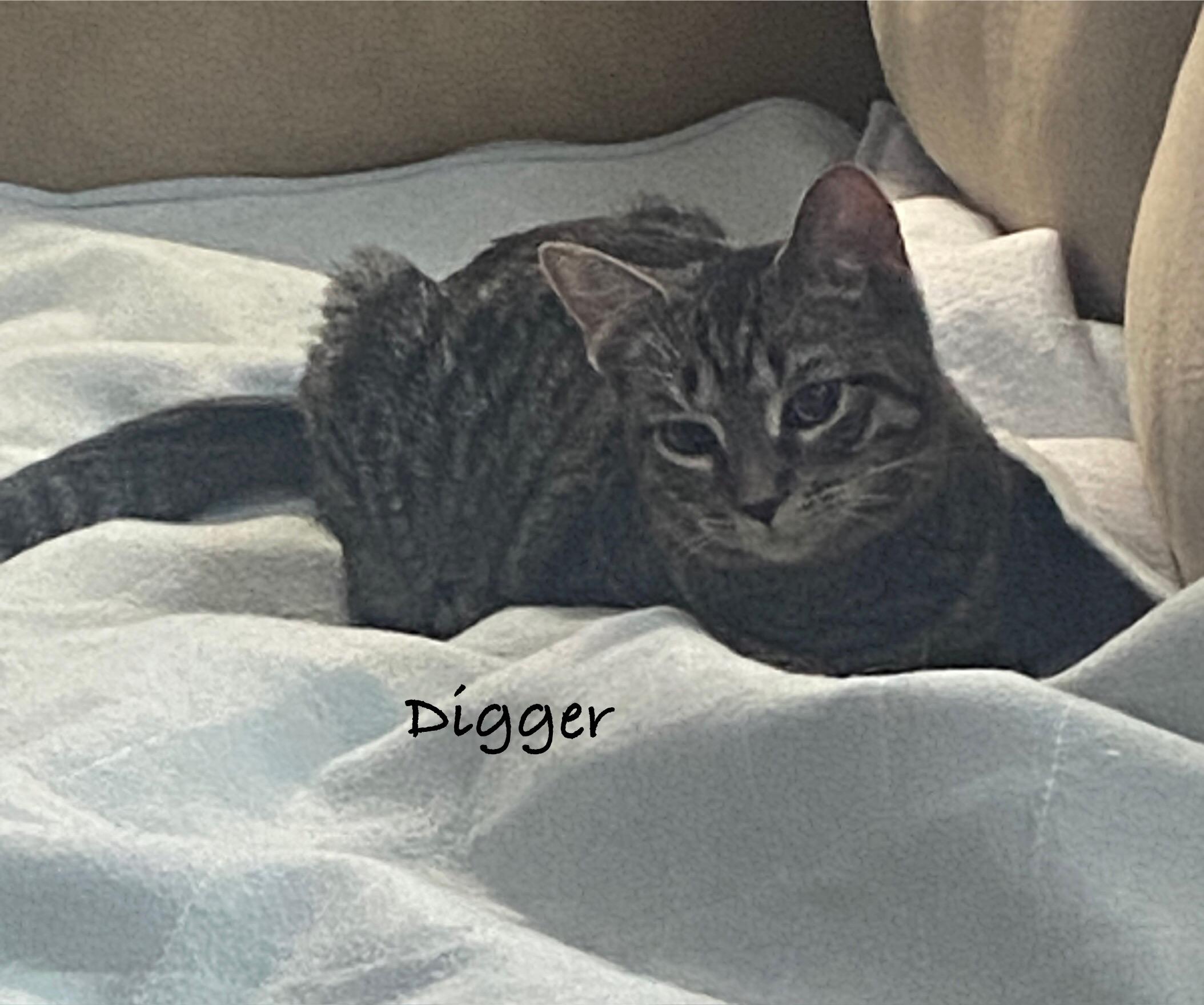 Digger, Adoptable, Young Female Domestic Short Hair.