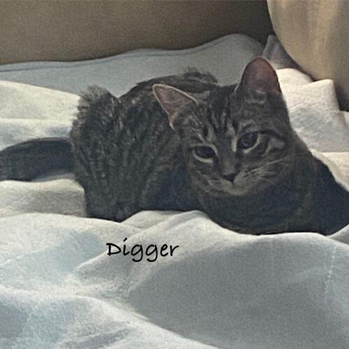 Digger, Adoptable, Young Female Domestic Short Hair.