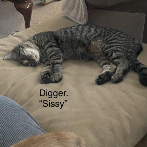 Digger, Adoptable, Young Female Domestic Short Hair.