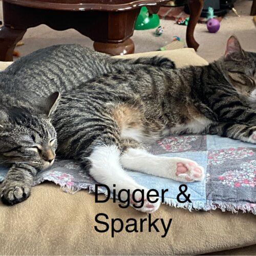 Enlarge Digger, a Adoptable Domestic Short Hair in Seven Valleys, PA image 3/4