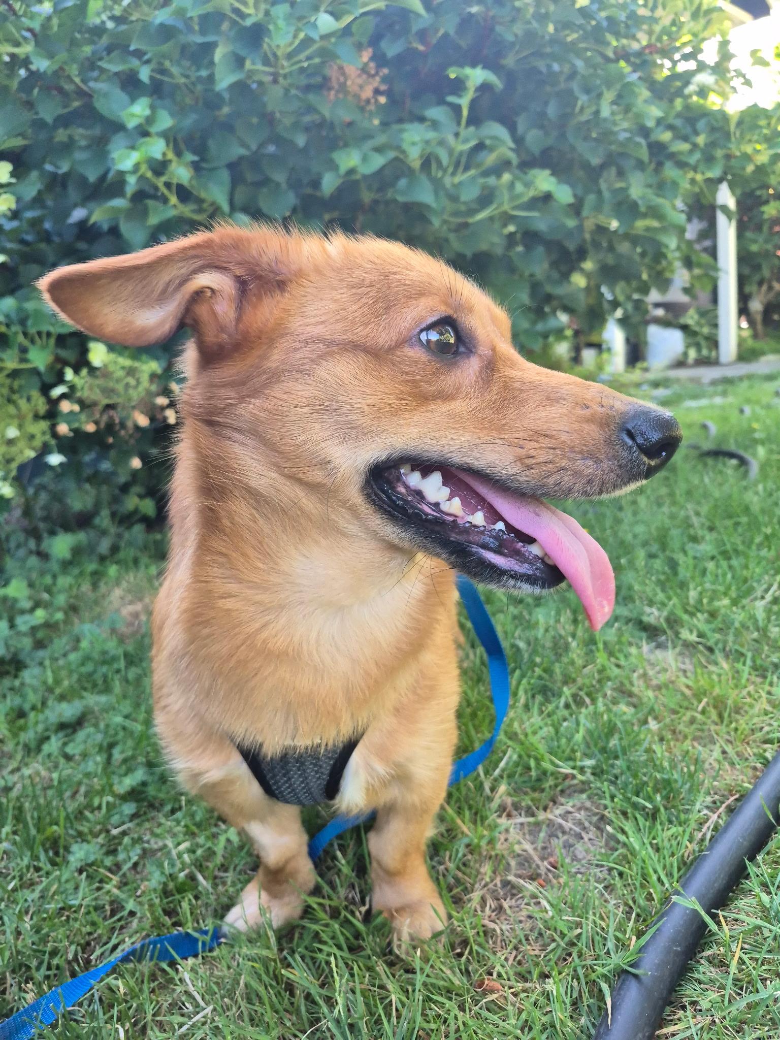 Enlarge Bruno, an adoptable mixed breed in Olympia, WA image 5/5