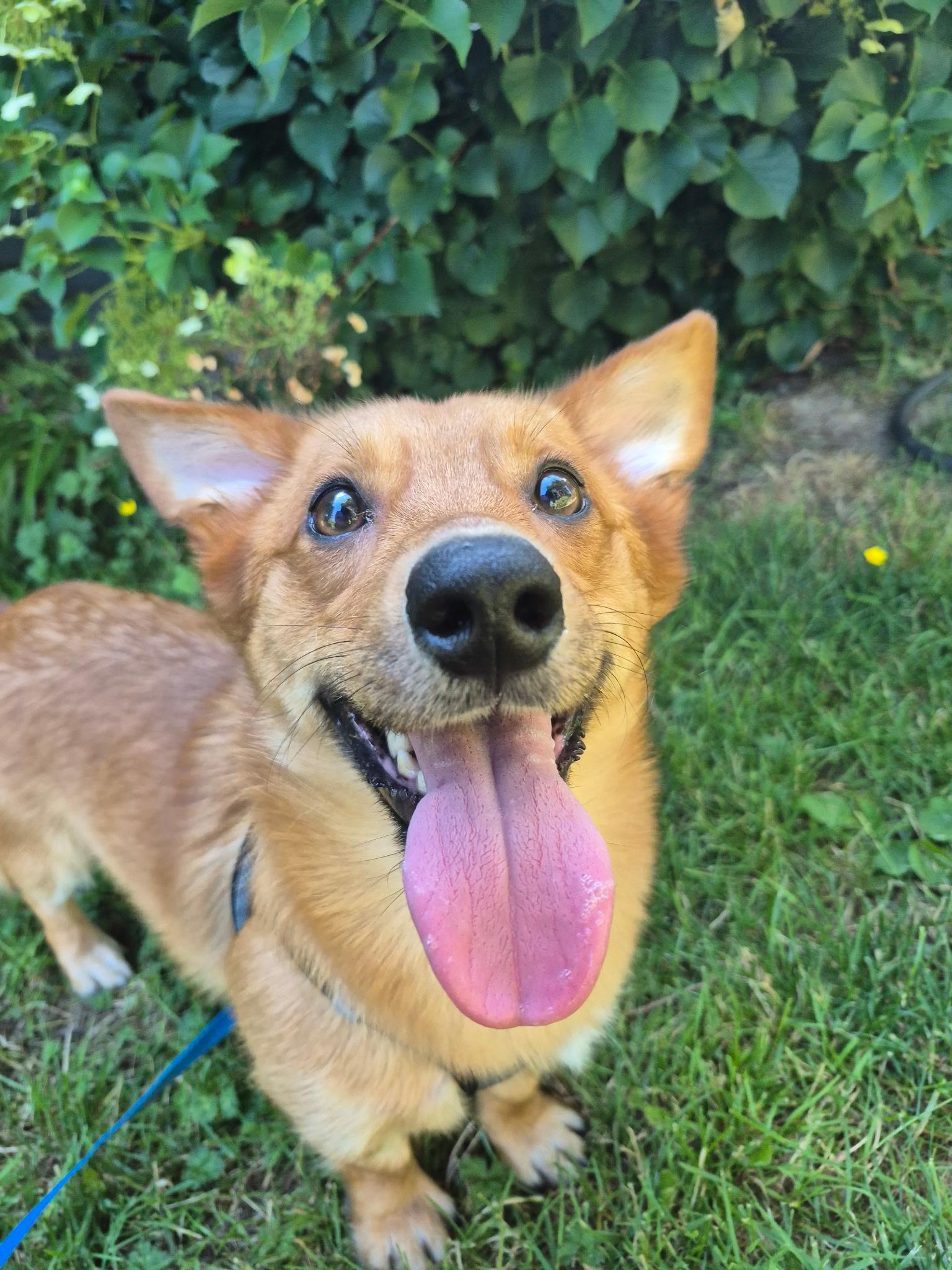 Enlarge Bruno, an adoptable mixed breed in Olympia, WA image 4/5