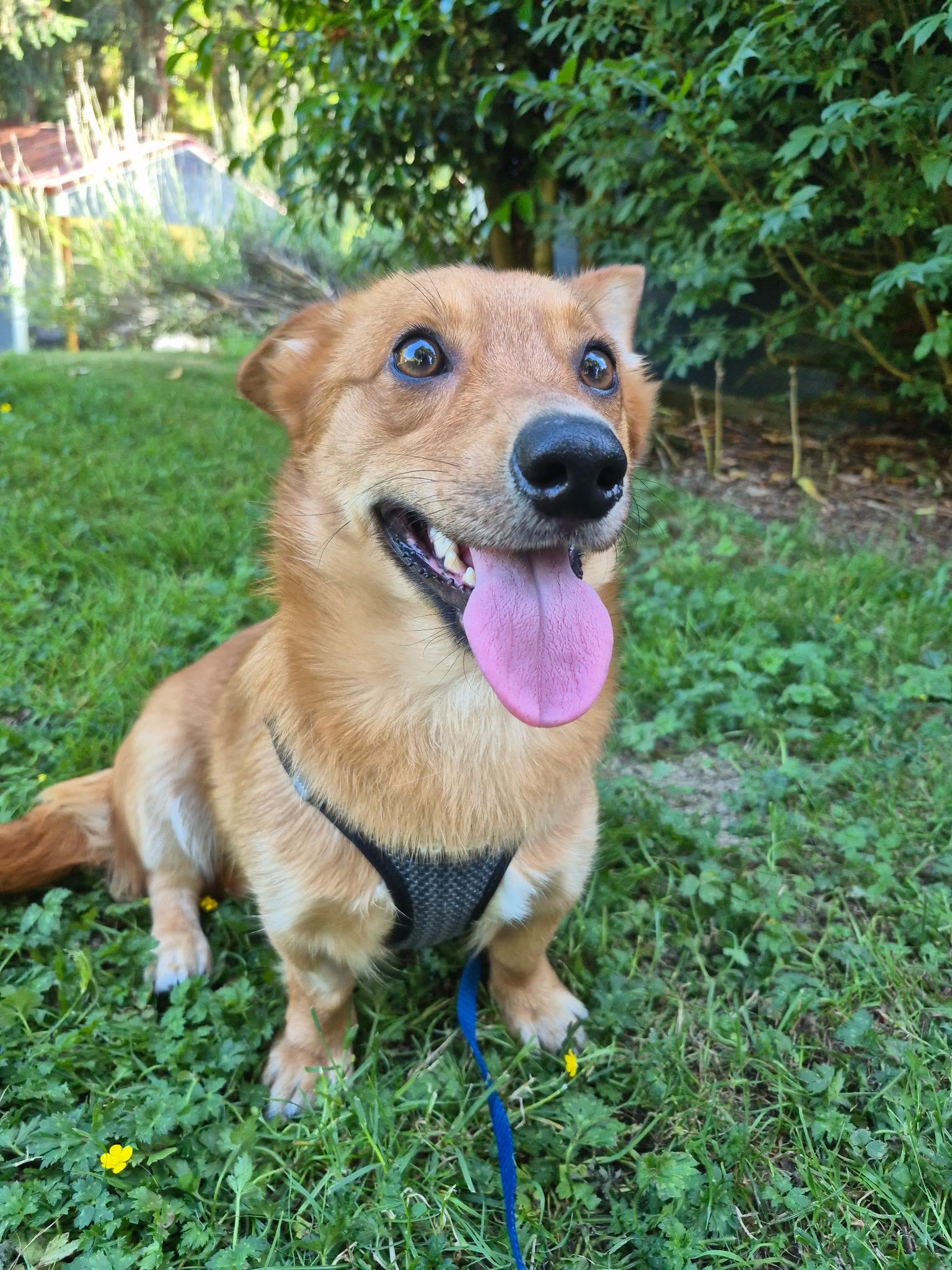 Enlarge Bruno, an adoptable mixed breed in Olympia, WA image 3/5