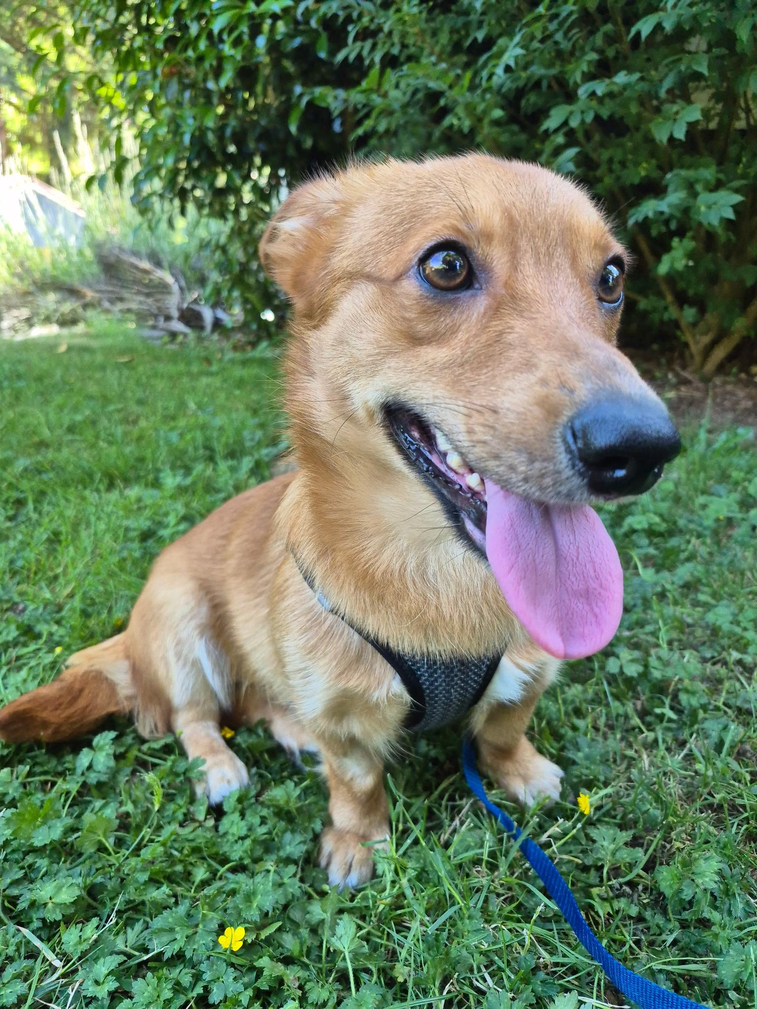 Enlarge Bruno, an adoptable mixed breed in Olympia, WA image 2/5