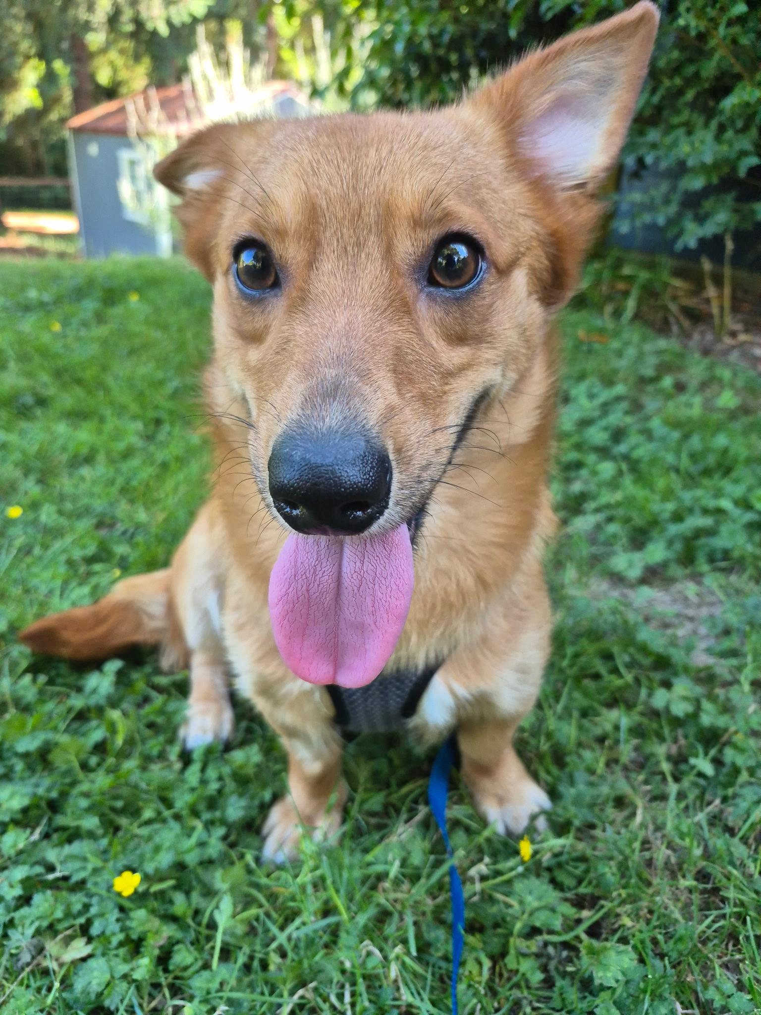 Bruno, adoptable, Young Male Corgi & Maltese.