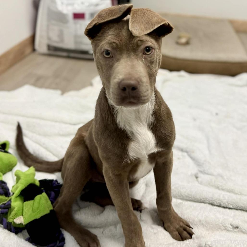 Creme Brulee, Adoptable, Young Female Pit Bull Terrier.