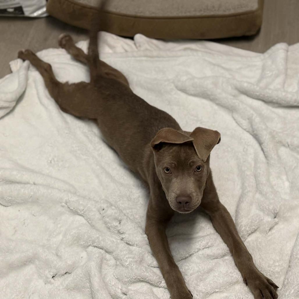 Enlarge Creme Brulee, a Adoptable Pit Bull Terrier in West Richland, WA image 2/6