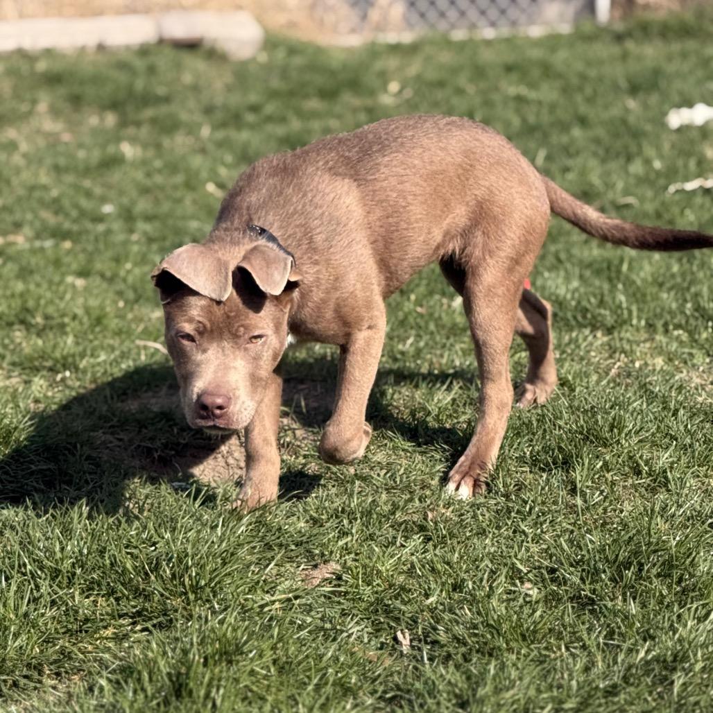 Creme Brulee, Adoptable, Young Female Pit Bull Terrier.