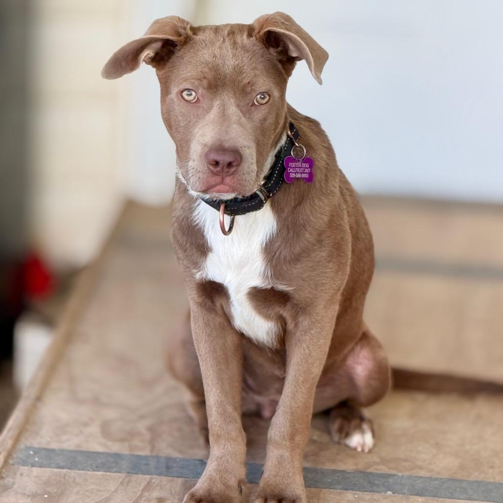 Enlarge Creme Brulee, a Adoptable Pit Bull Terrier in West Richland, WA image 3/6