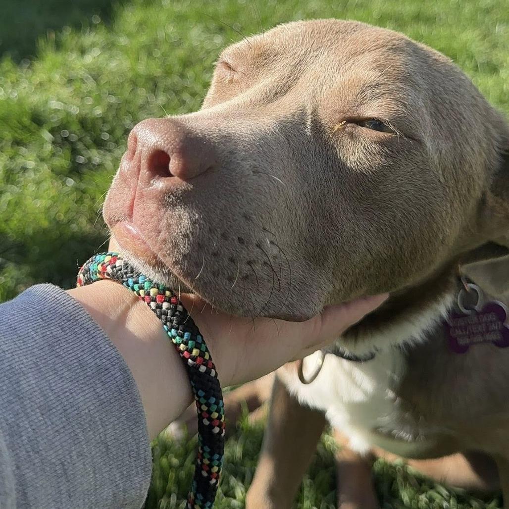 Enlarge Creme Brulee, a Adoptable Pit Bull Terrier in West Richland, WA image 2/6