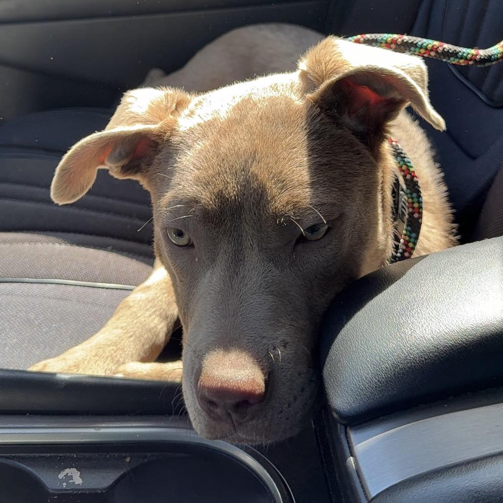 Enlarge Creme Brulee, a Adoptable Pit Bull Terrier in West Richland, WA image 3/6