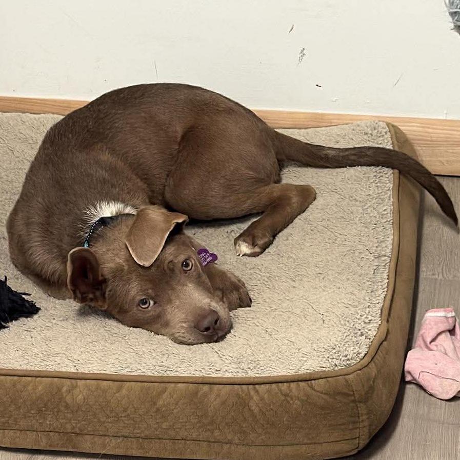Enlarge Creme Brulee, a Adoptable Pit Bull Terrier in West Richland, WA image 4/6