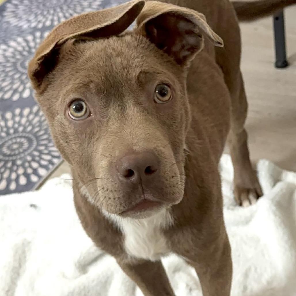 Enlarge Creme Brulee, a Adoptable Pit Bull Terrier in West Richland, WA image 5/6
