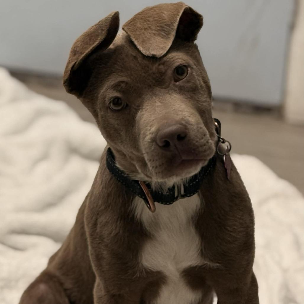 Enlarge Creme Brulee, a Adoptable Pit Bull Terrier in West Richland, WA image 6/6