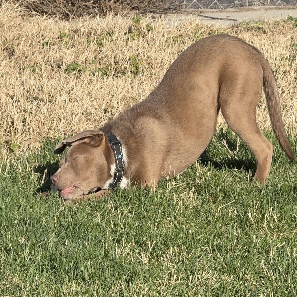 Enlarge Creme Brulee, a Adoptable Pit Bull Terrier in West Richland, WA image 4/6